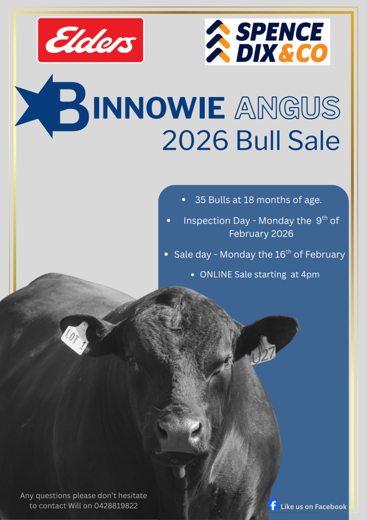 Binnowie Angus Bull Sale