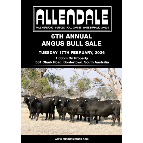 Allendale Angus Bull Sale