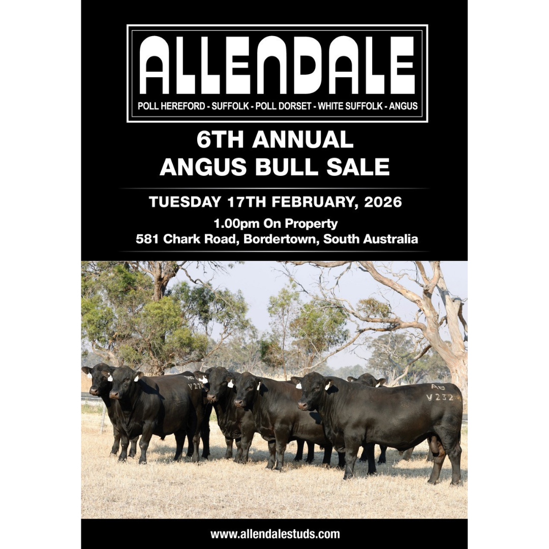 Allendale Angus Bull Sale
