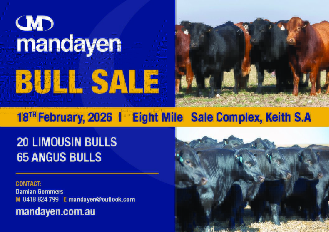 Mandayen Annual Bull Sale