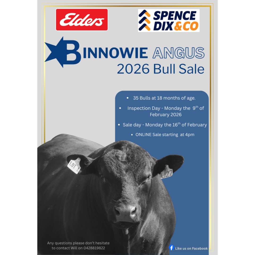 Binnowie Angus Bull Sale