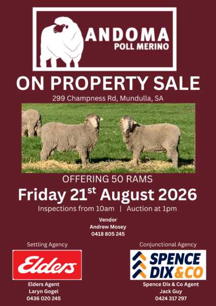 Andoma Annual Poll Merino Ram Sale