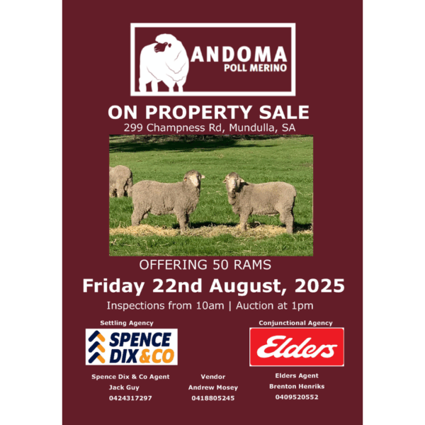 Andoma 30th Annual Poll Merino Ram Sale