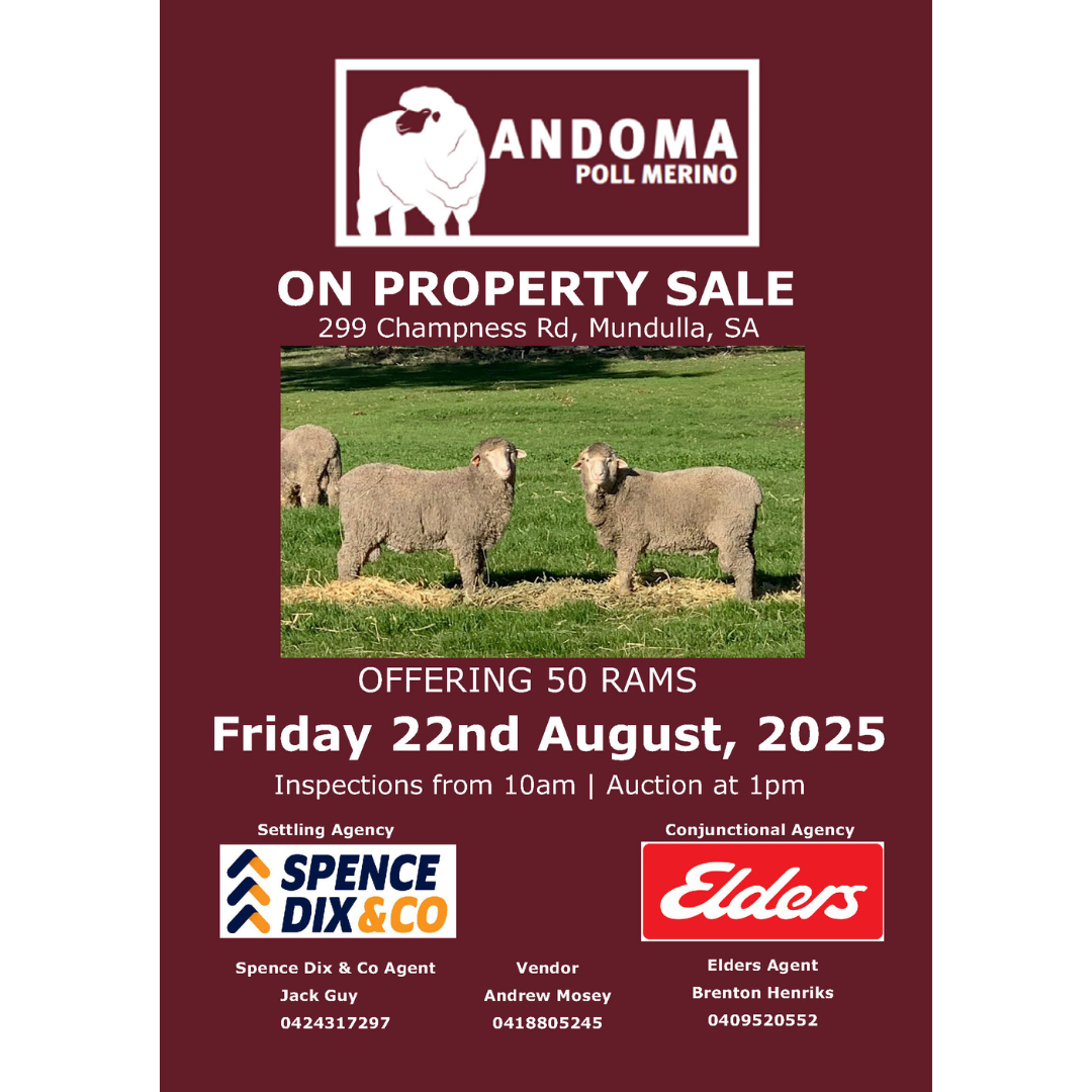 Andoma 30th Annual Poll Merino Ram Sale