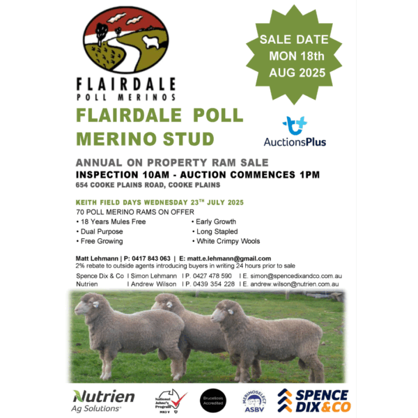 Flairdale Poll Merino Ram Sale