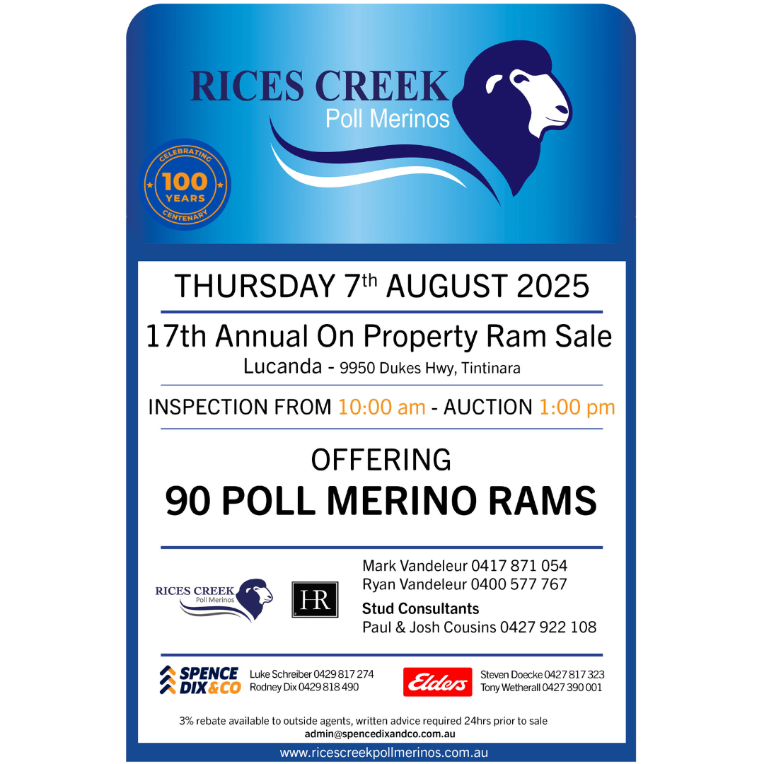 Rices Creek 17th Annual Poll Merino Ram Sale