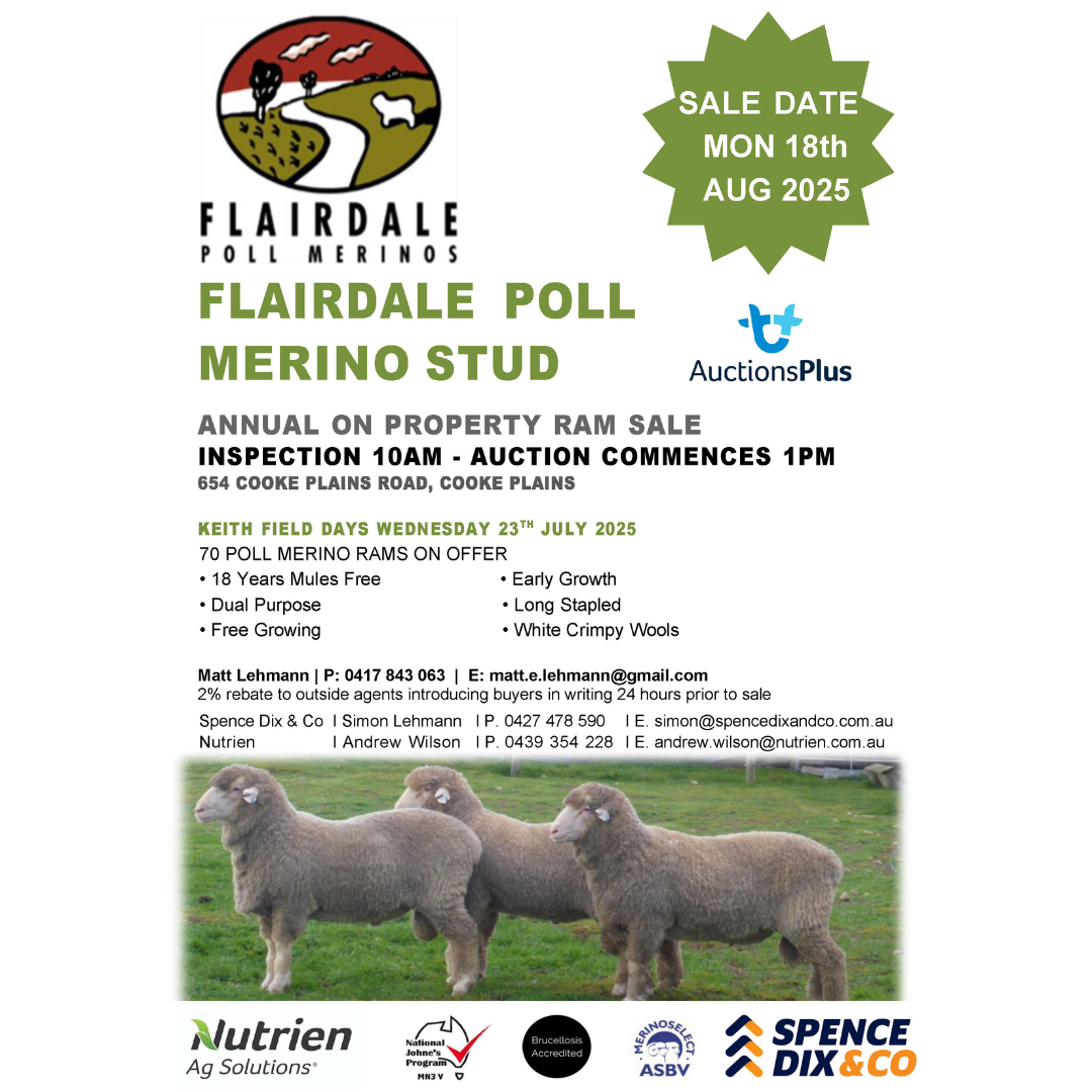 Flairdale Poll Merino Ram Sale