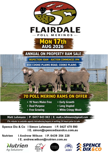 Flairdale Poll Merino Ram Sale