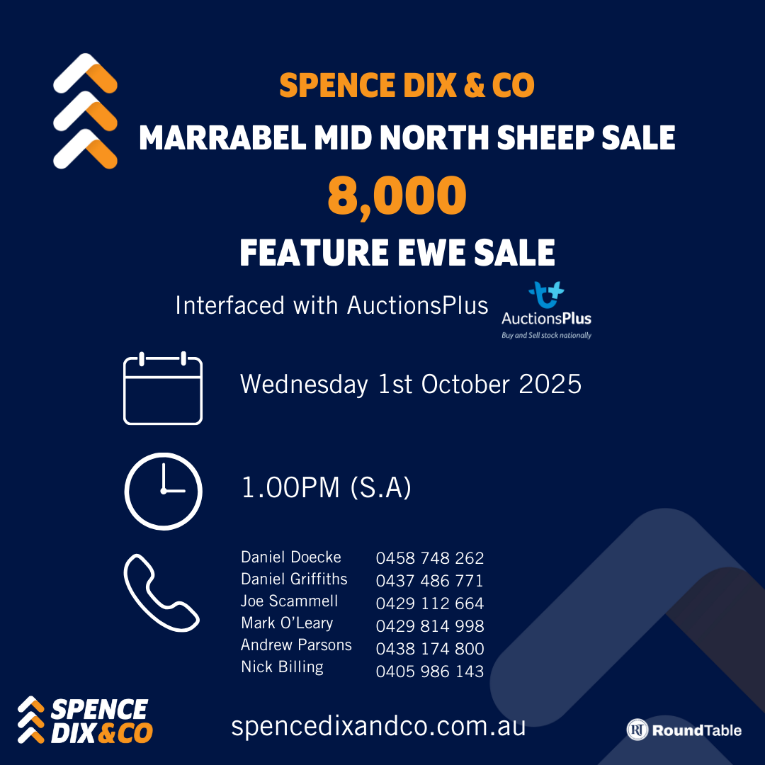 Marrabel Mid North Feature Ewe Sale