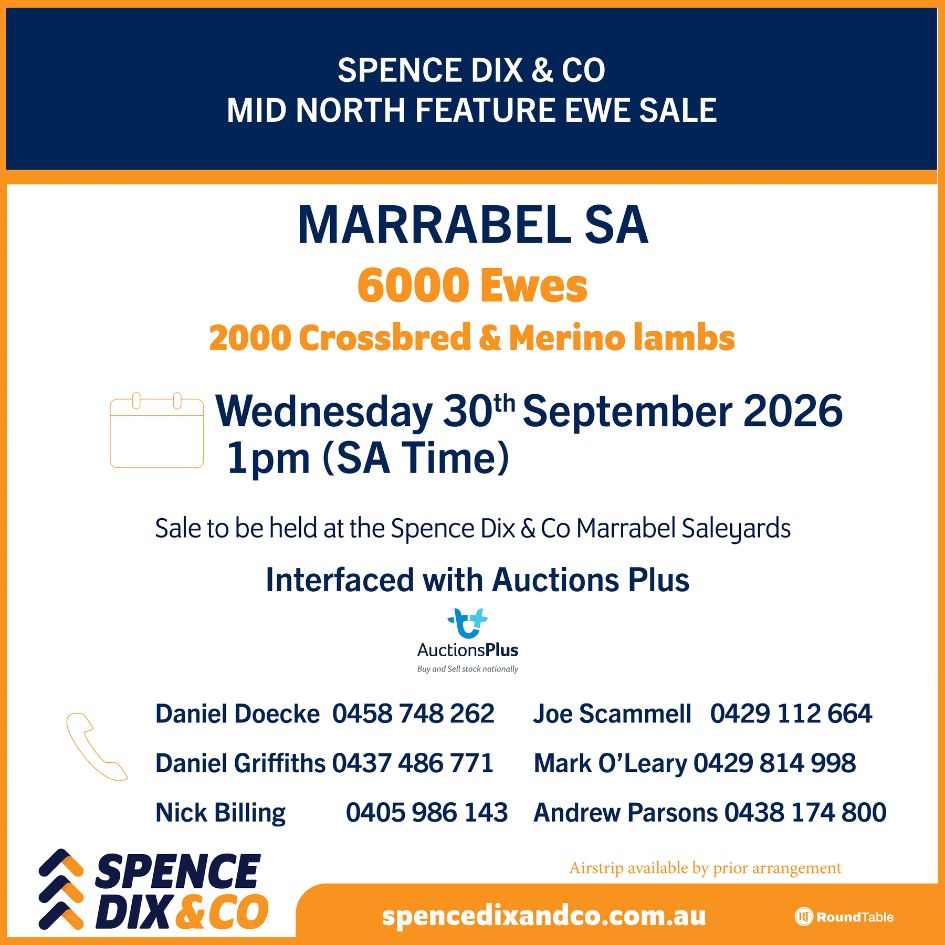 Marrabel Mid North Feature Ewe Sale
