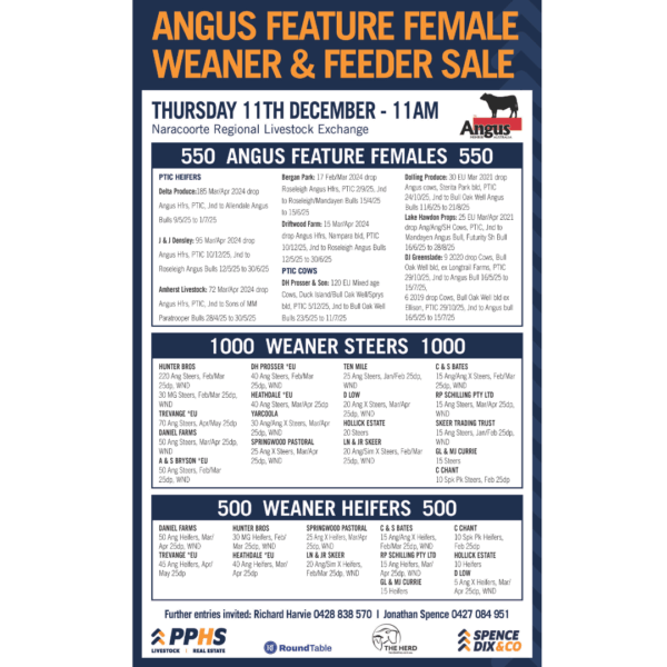 Angus Feature Female Sale