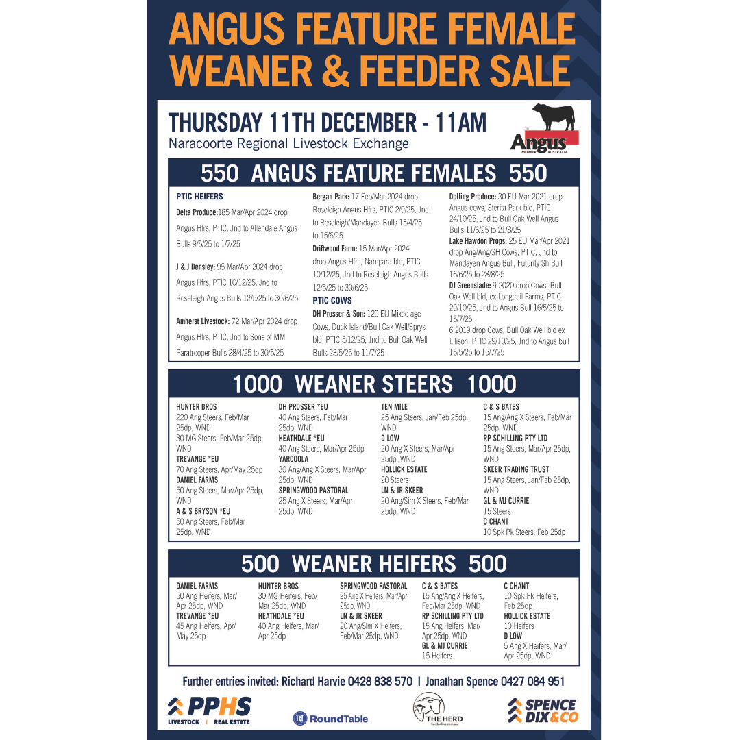 Angus Feature Female Sale