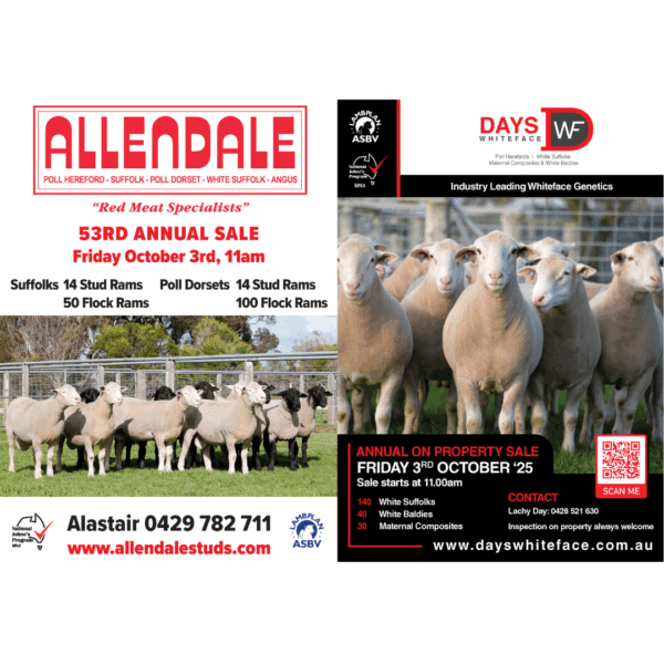 Allendale / Days Whiteface Ram Sale