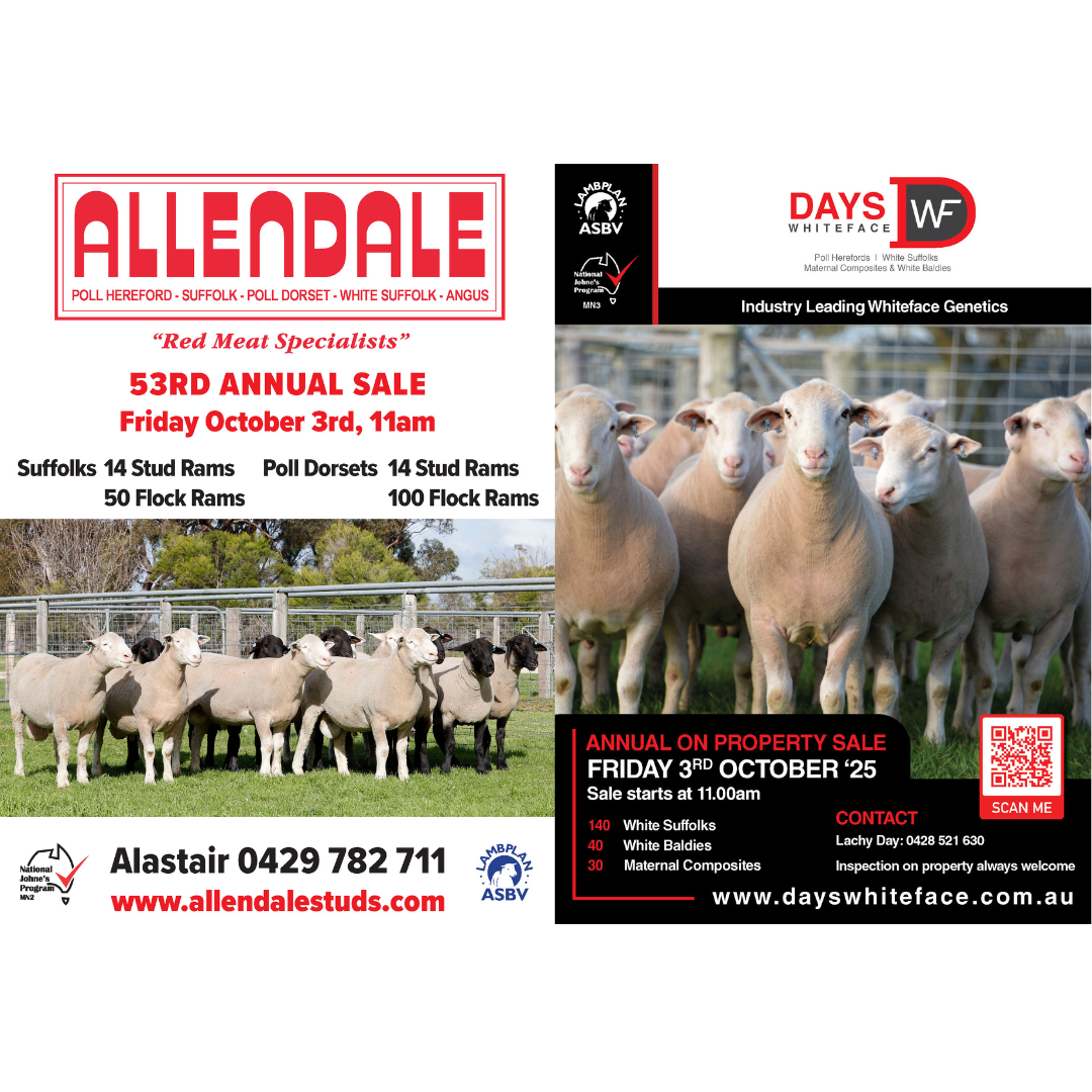 Allendale / Days Whiteface Ram Sale