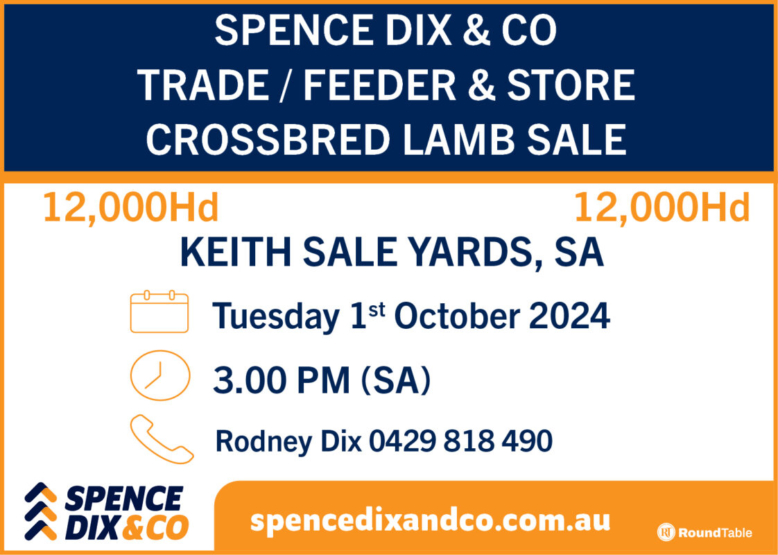Trade, Feeder & Store Crossbred Lamb Sale Spence Dix and Co