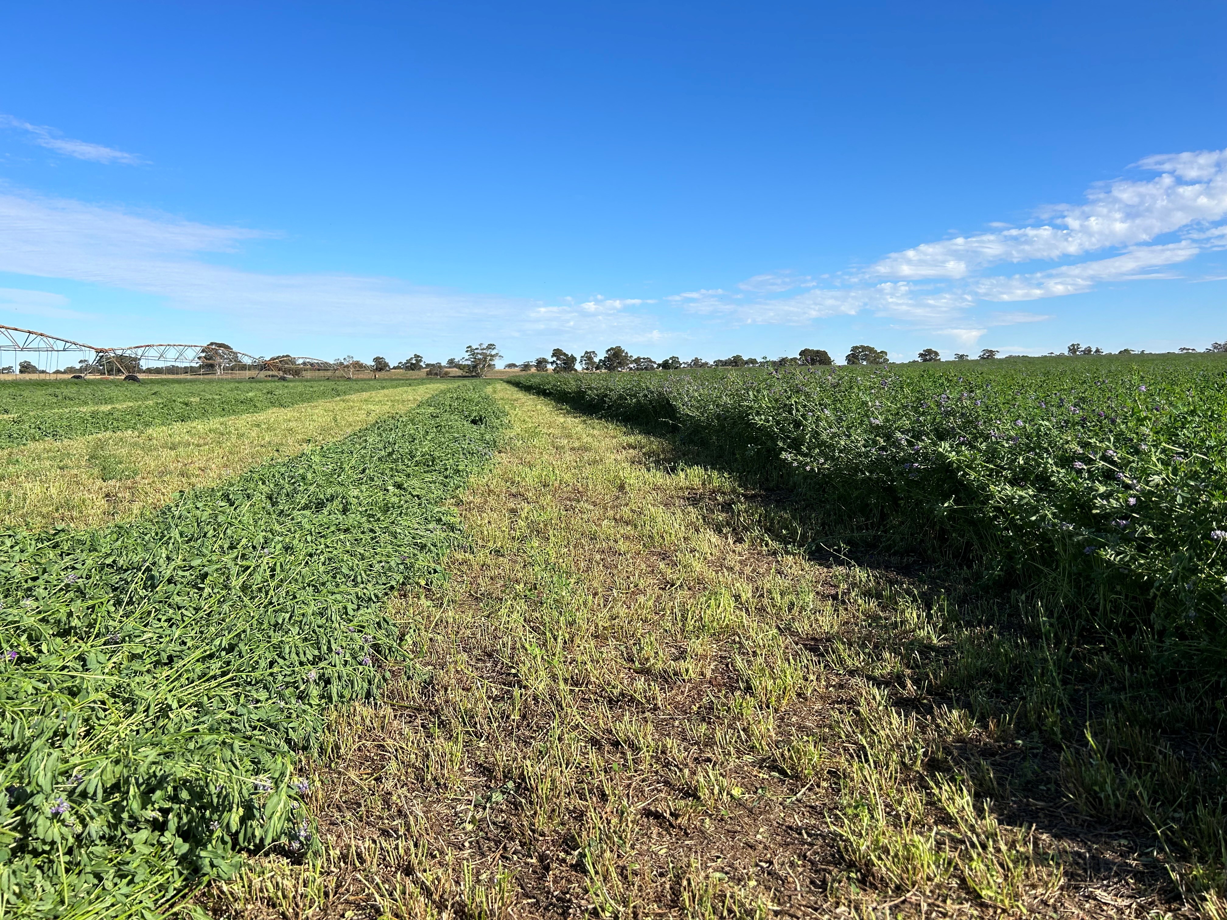 9653 Dukes Highway, Tintinara SA 5266