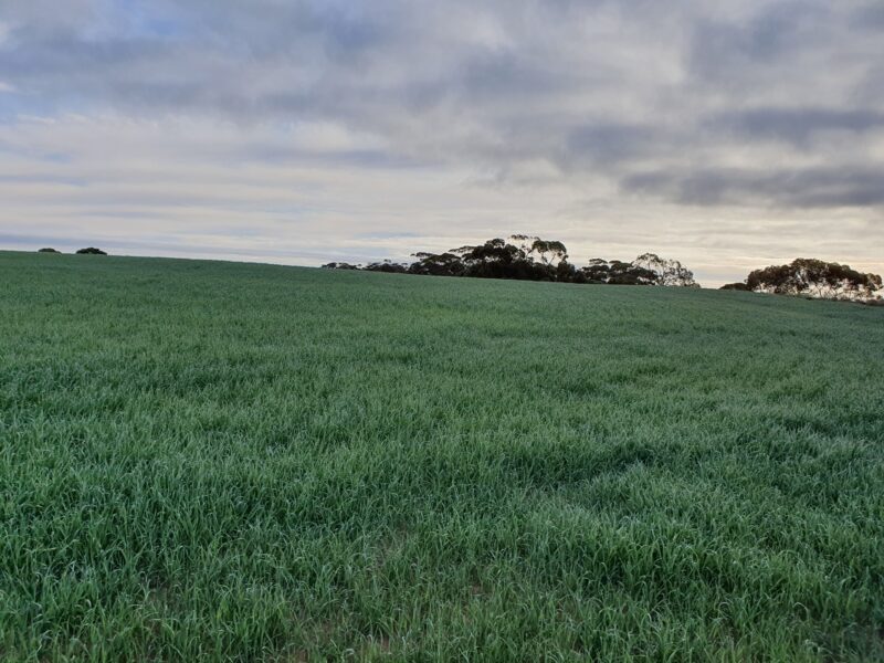 1719 New Well Road, Waikerie SA 5330