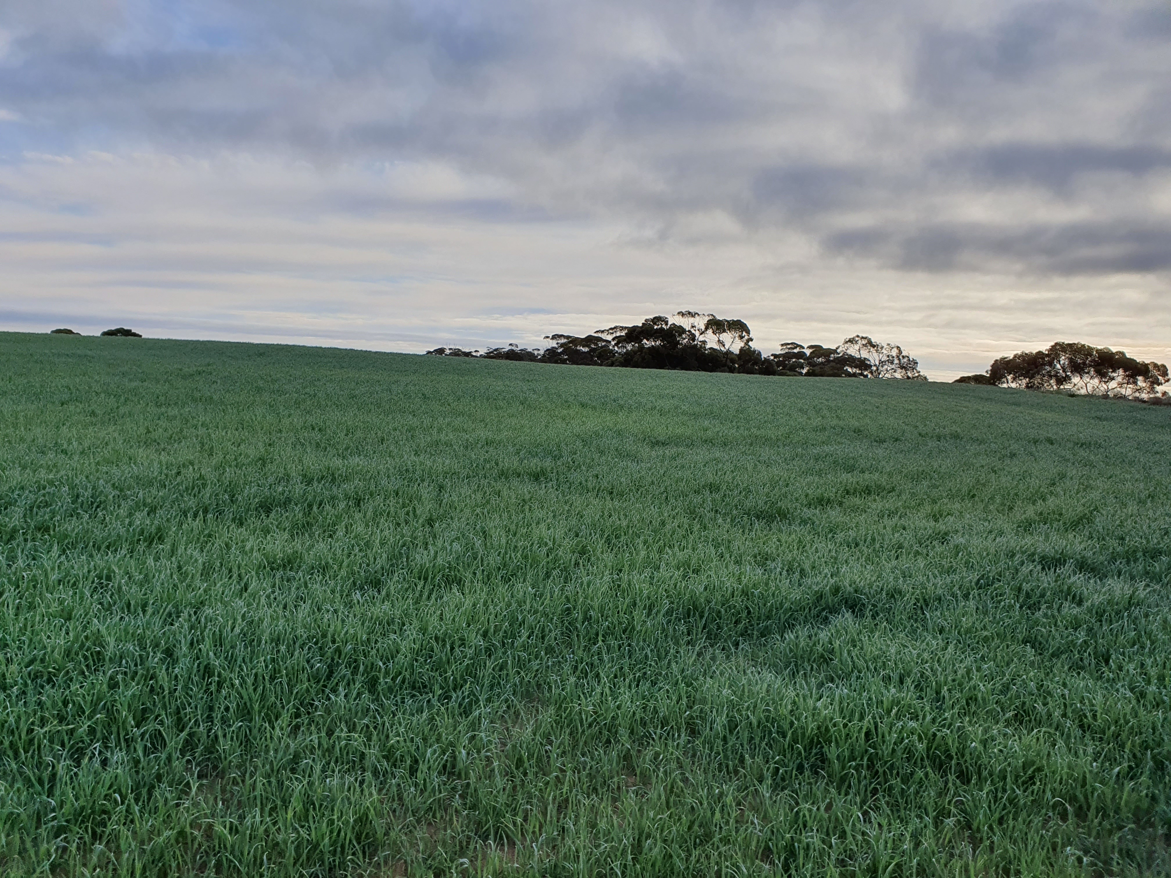 1719 New Well Road, Waikerie SA 5330