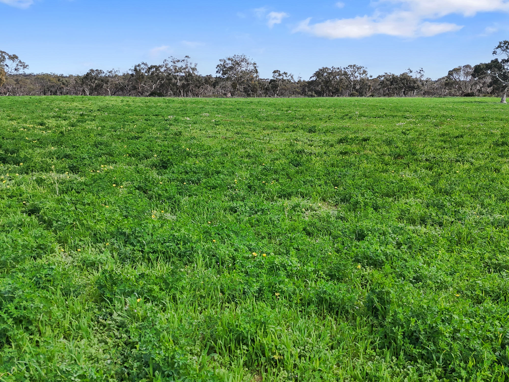 559 Old Stone Tank Road, Mundulla SA 5270