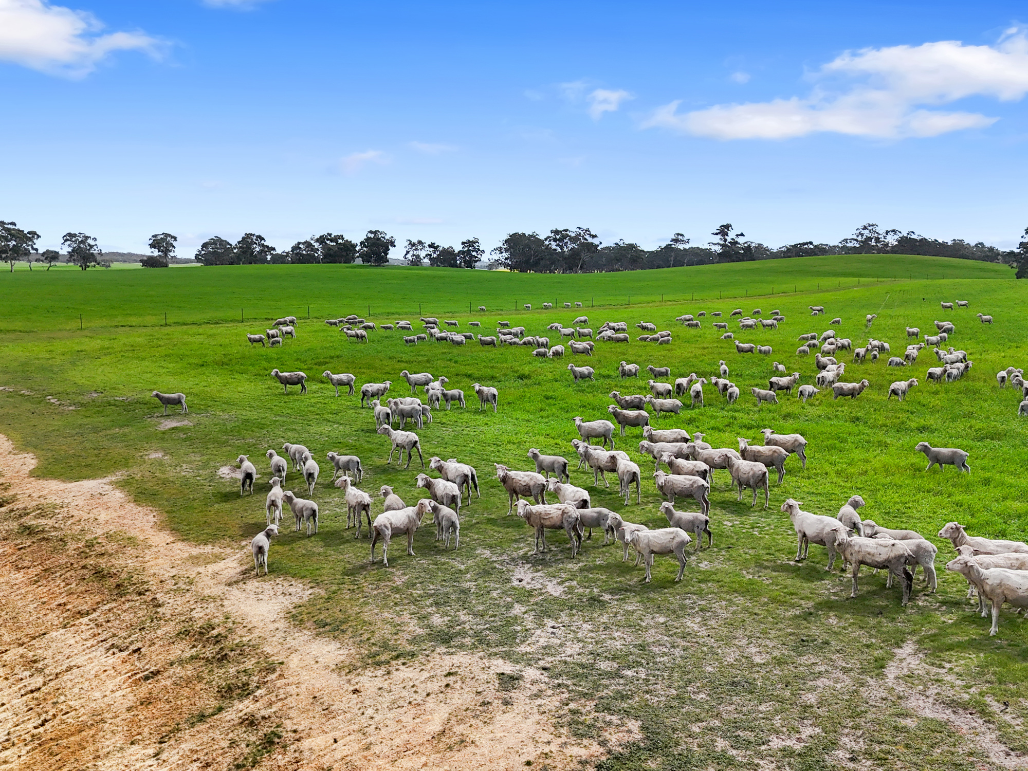 559 Old Stone Tank Road, Mundulla SA 5270