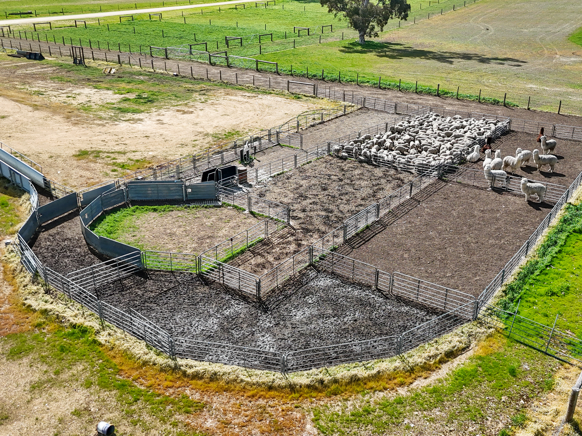559 Old Stone Tank Road, Mundulla SA 5270