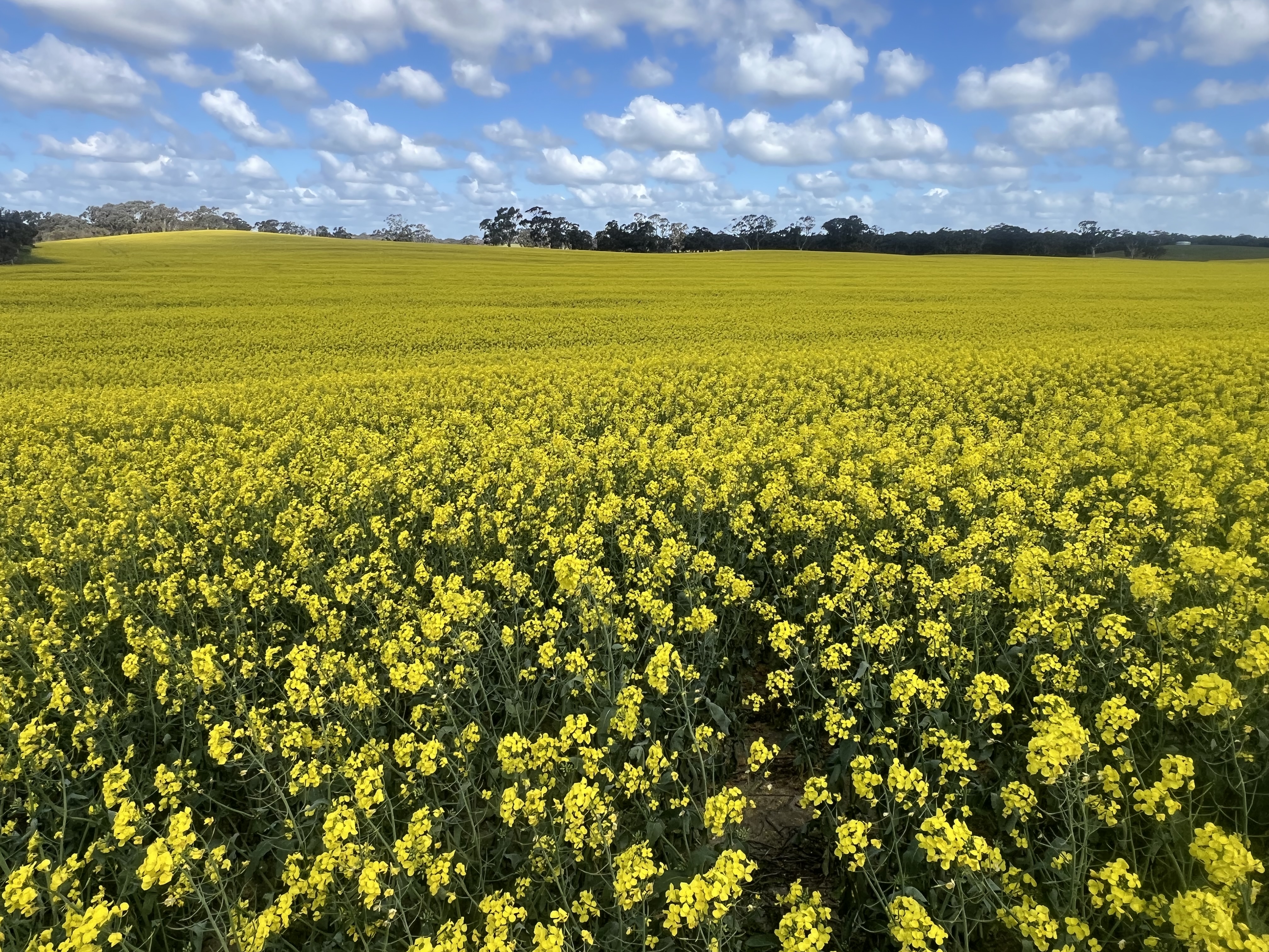 559 Old Stone Tank Road, Mundulla SA 5270