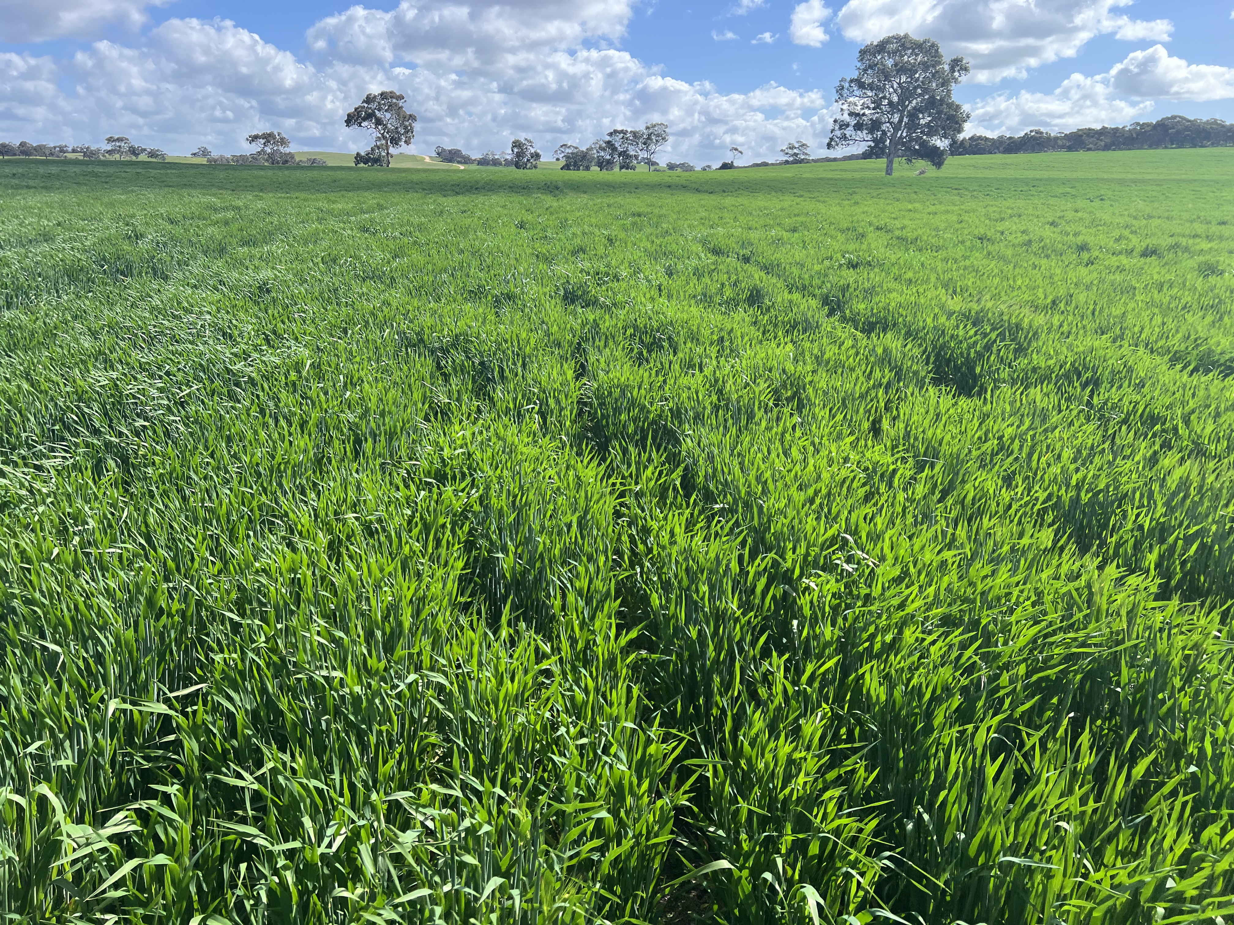559 Old Stone Tank Road, Mundulla SA 5270