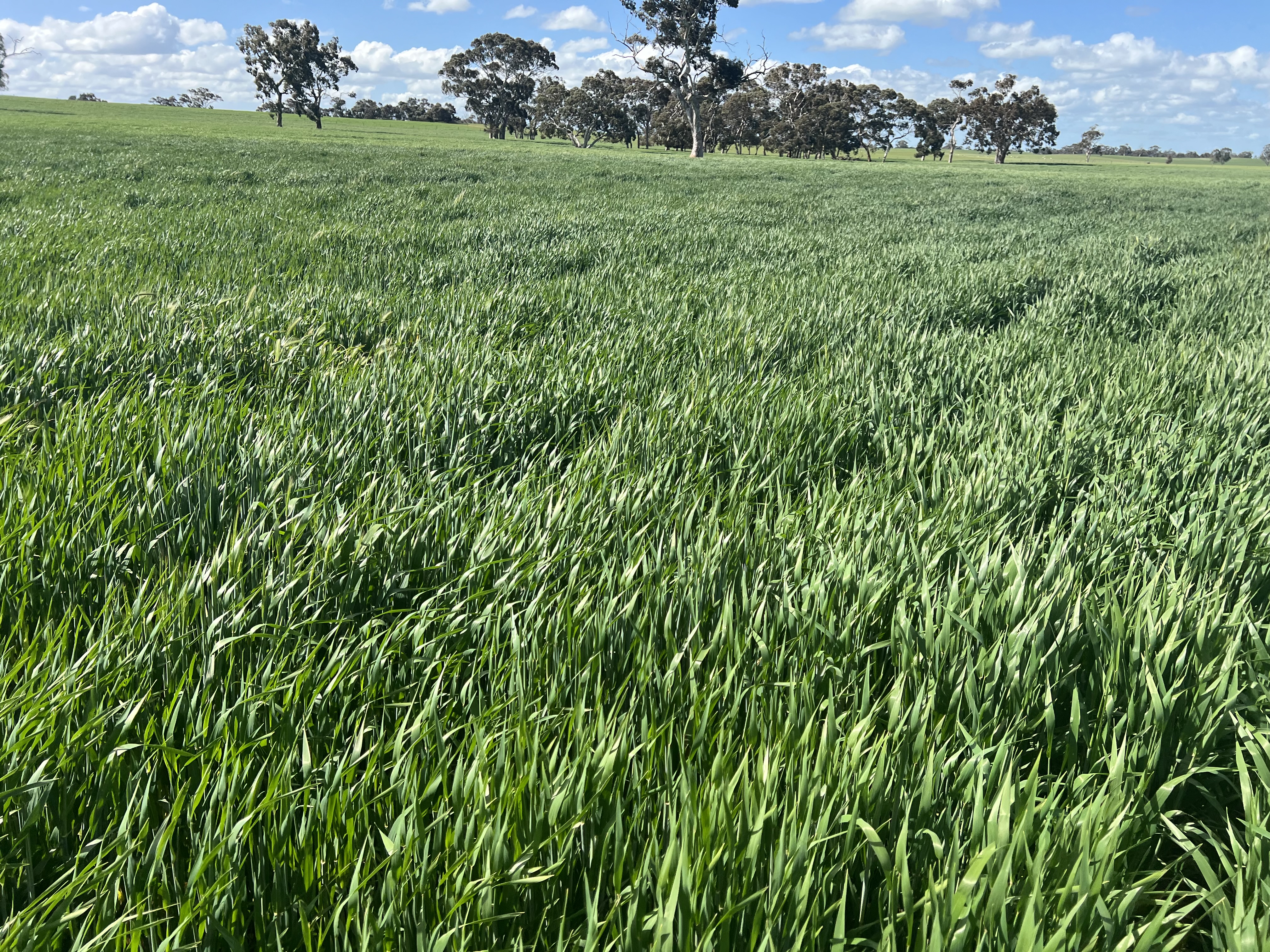 559 Old Stone Tank Road, Mundulla SA 5270