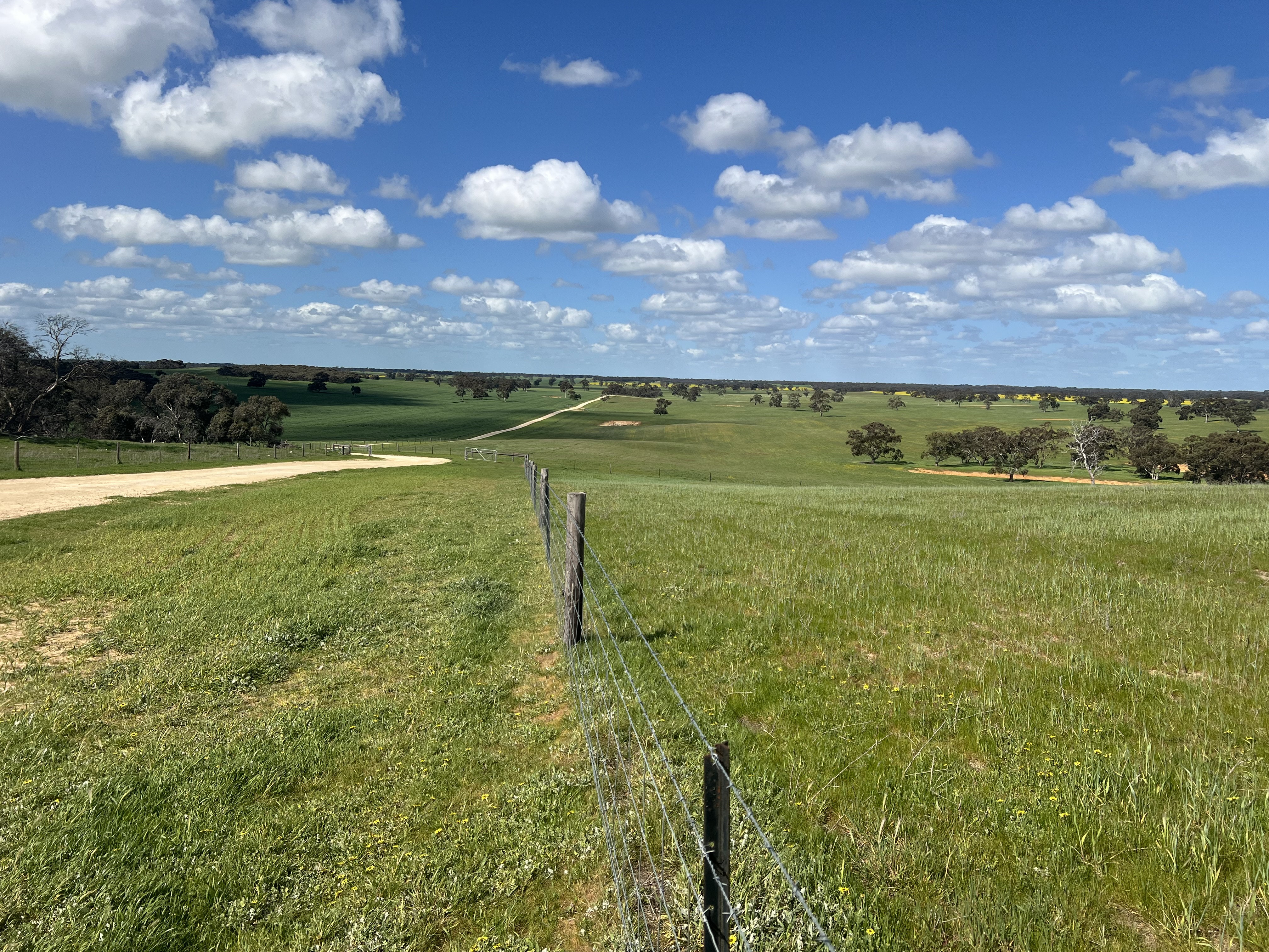 559 Old Stone Tank Road, Mundulla SA 5270