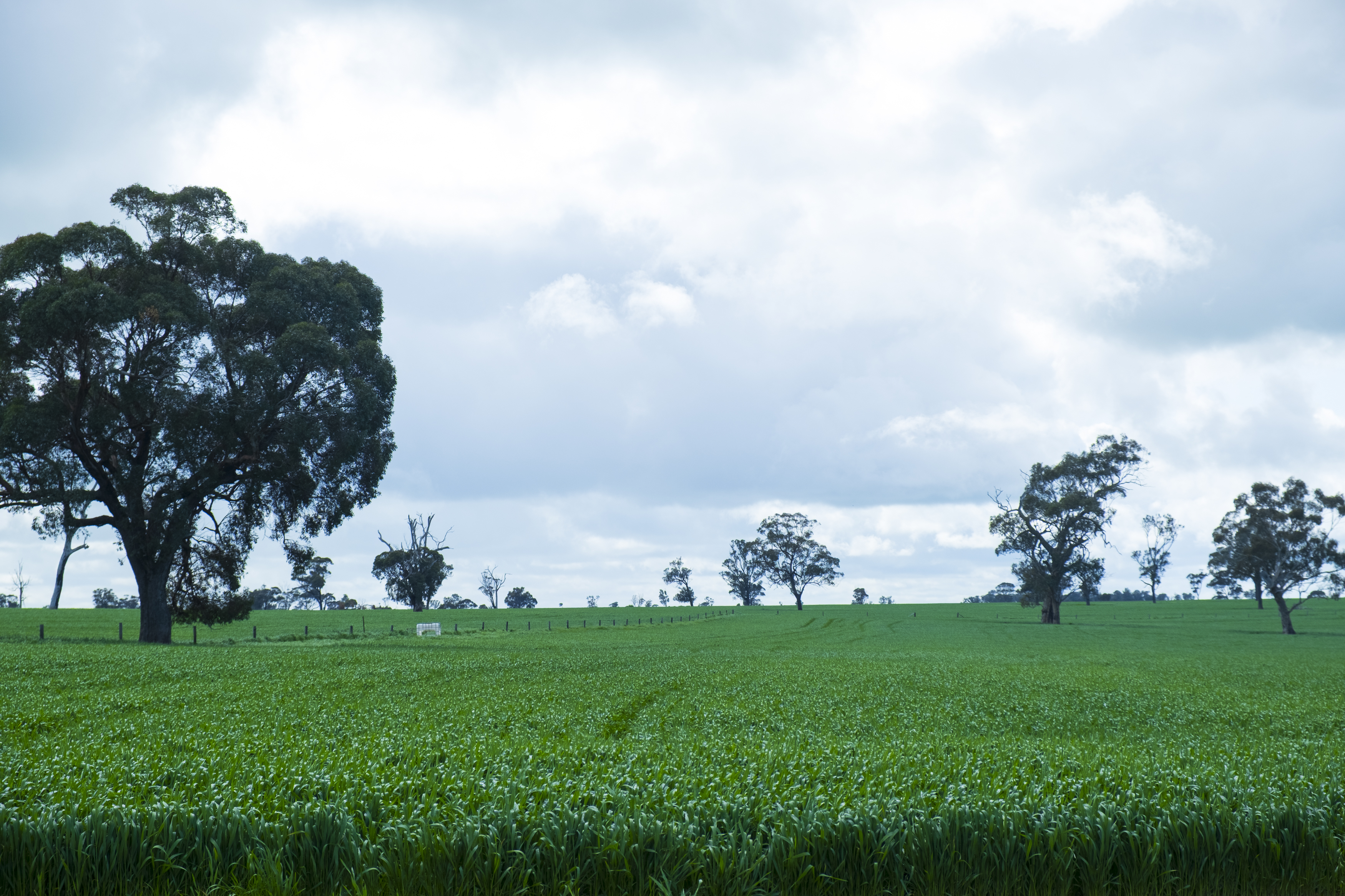 Lot 204 Custon Road, Bordertown SA 5268