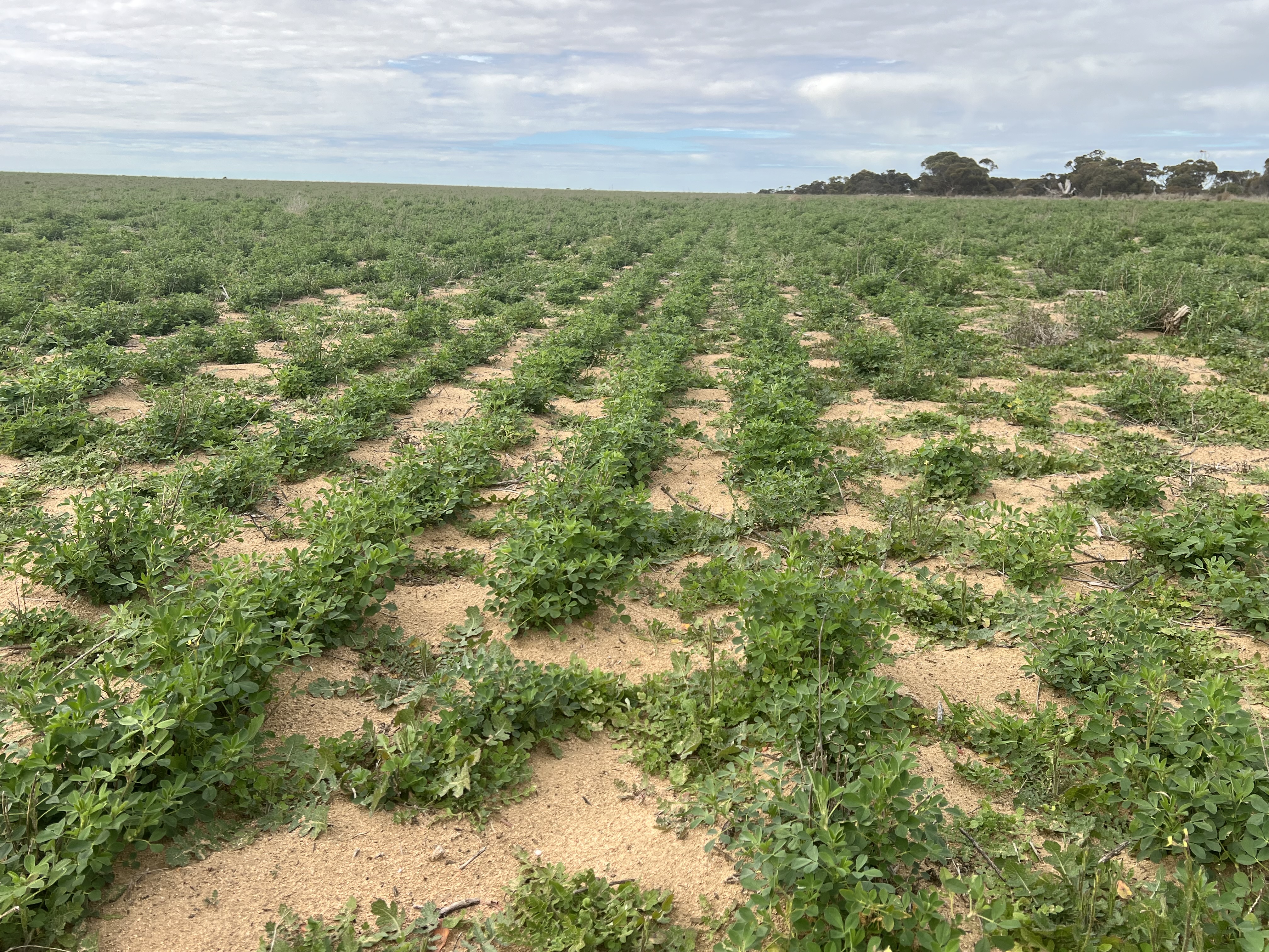 Allotment 92 Perponda Road, Karoonda SA 5307