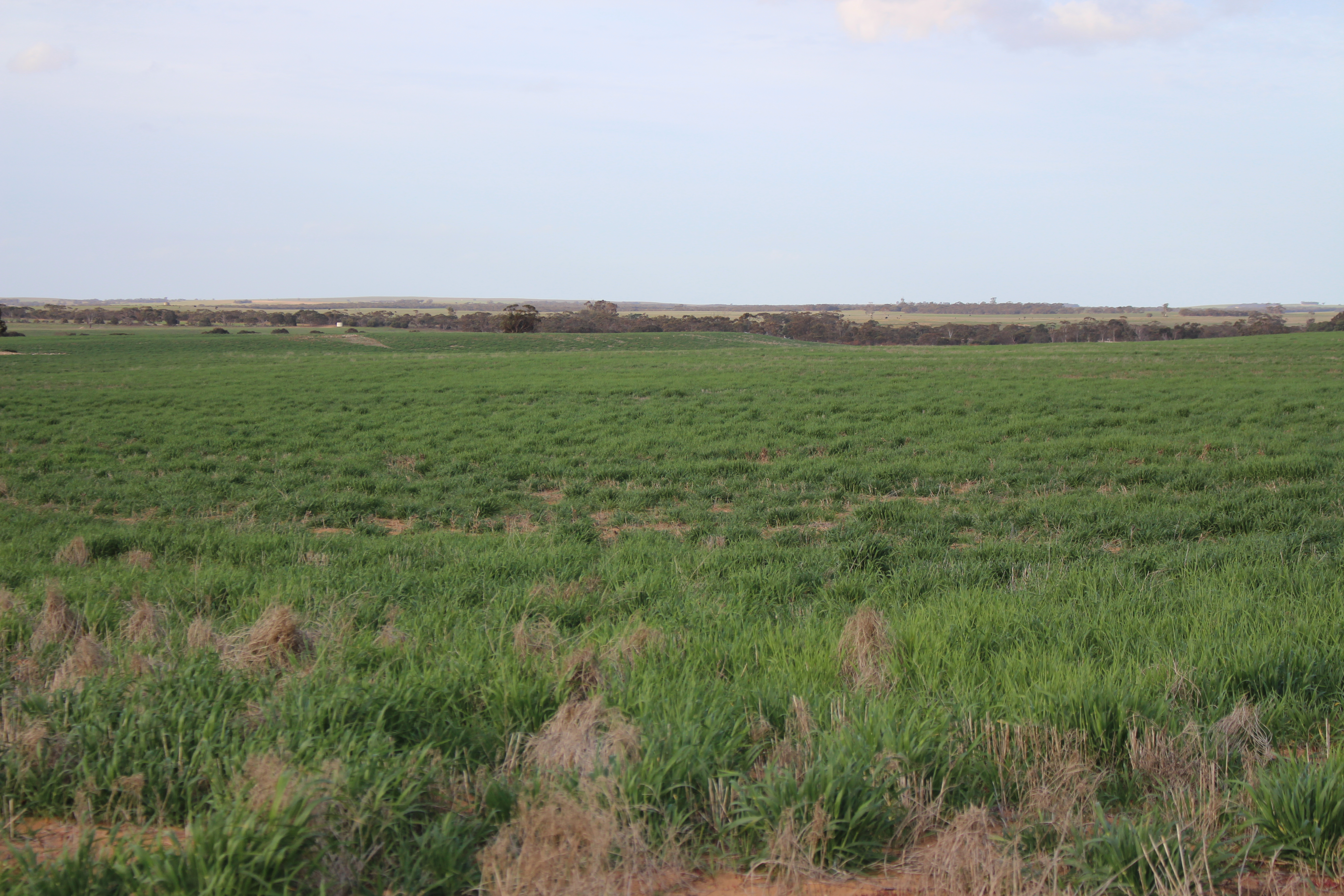 Allotment 92 Perponda Road, Karoonda SA 5307
