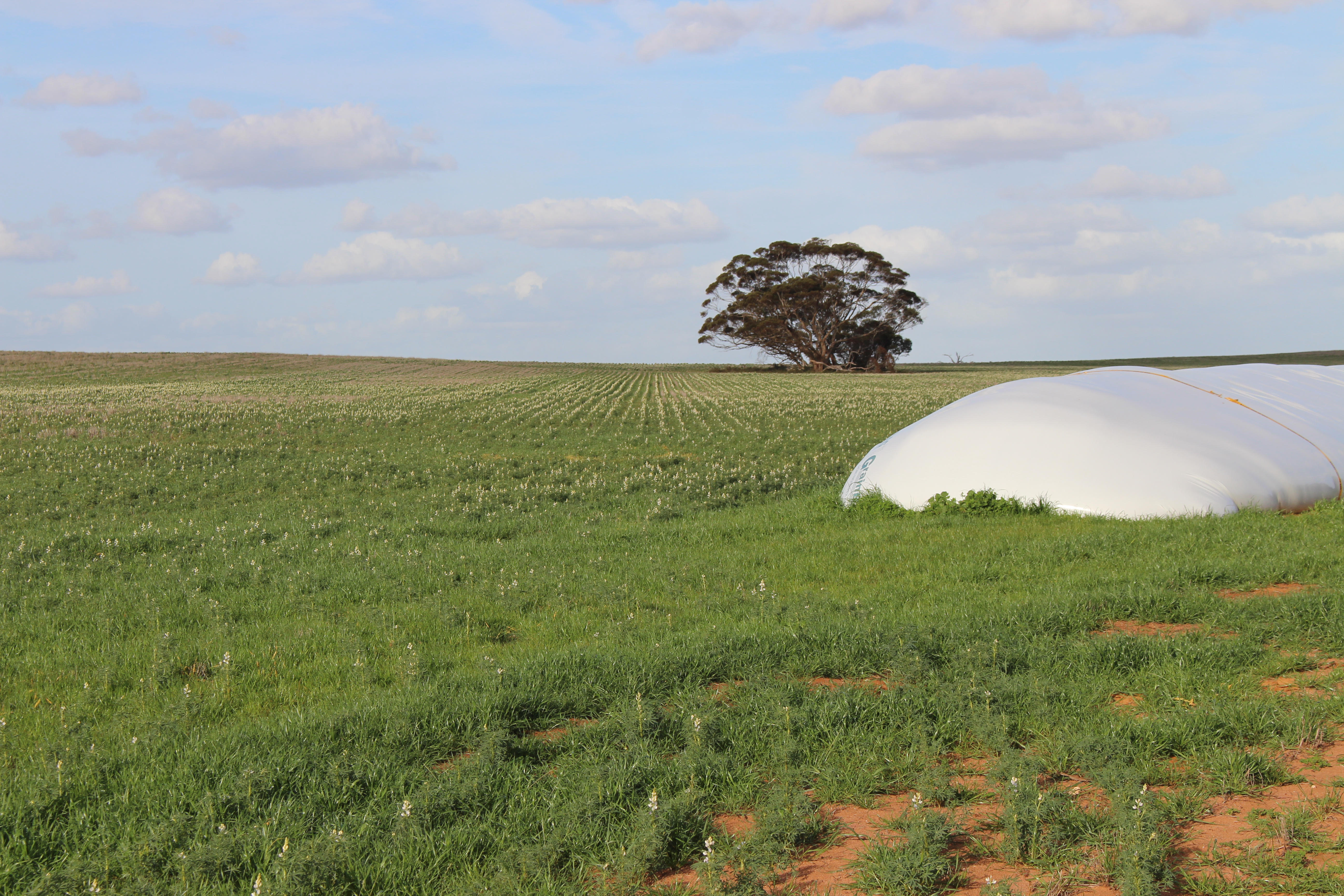 Allotment 92 Perponda Road, Karoonda SA 5307