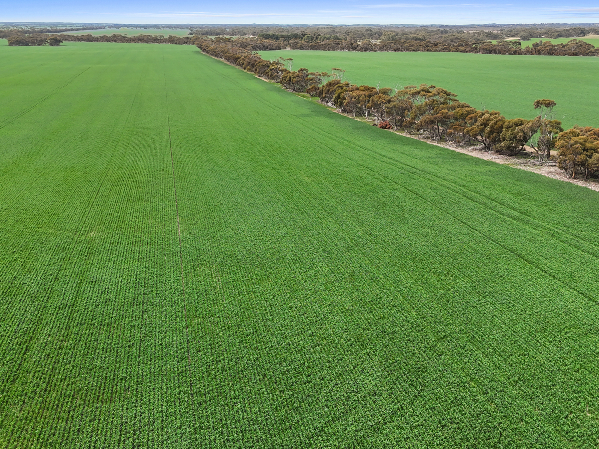 357 Roberts Road, Coonalpyn SA 5265