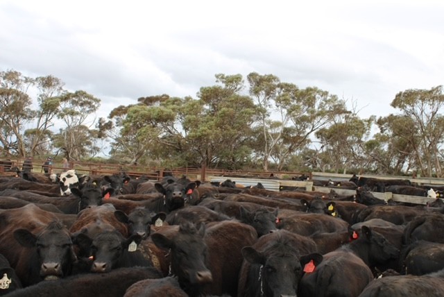 Allotment 92 Perponda Road, Karoonda SA 5307