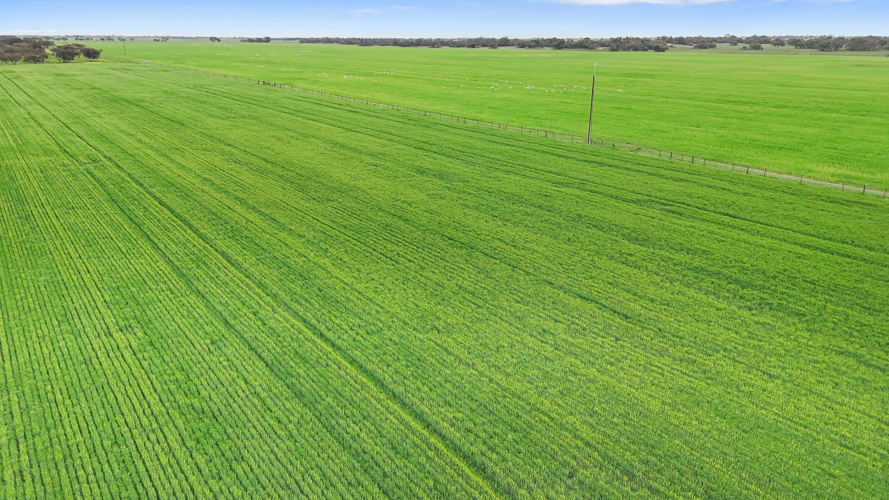 1412 Red Bluff Road, Bordertown SA 5268