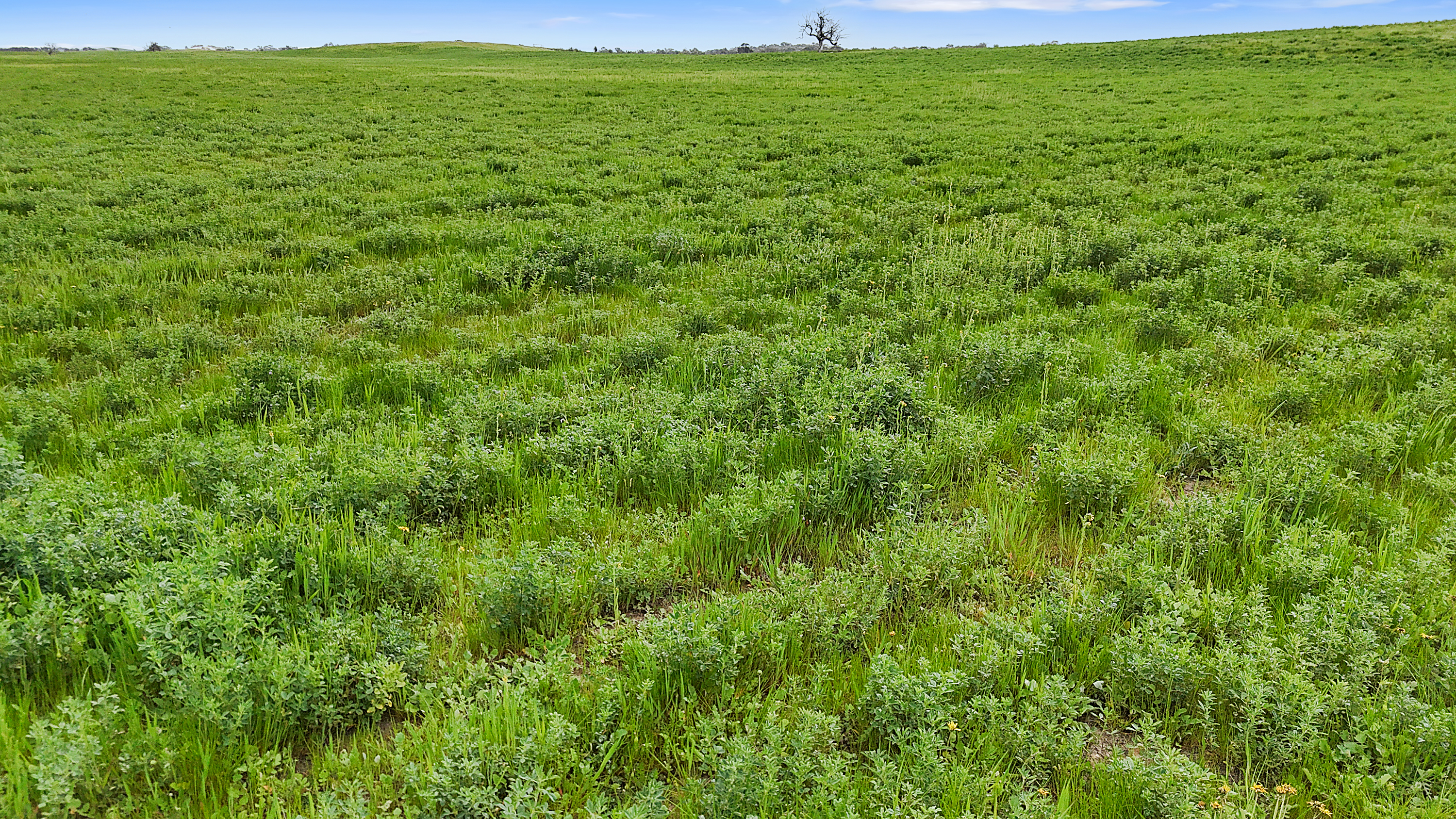 1412 Red Bluff Road, Bordertown SA 5268