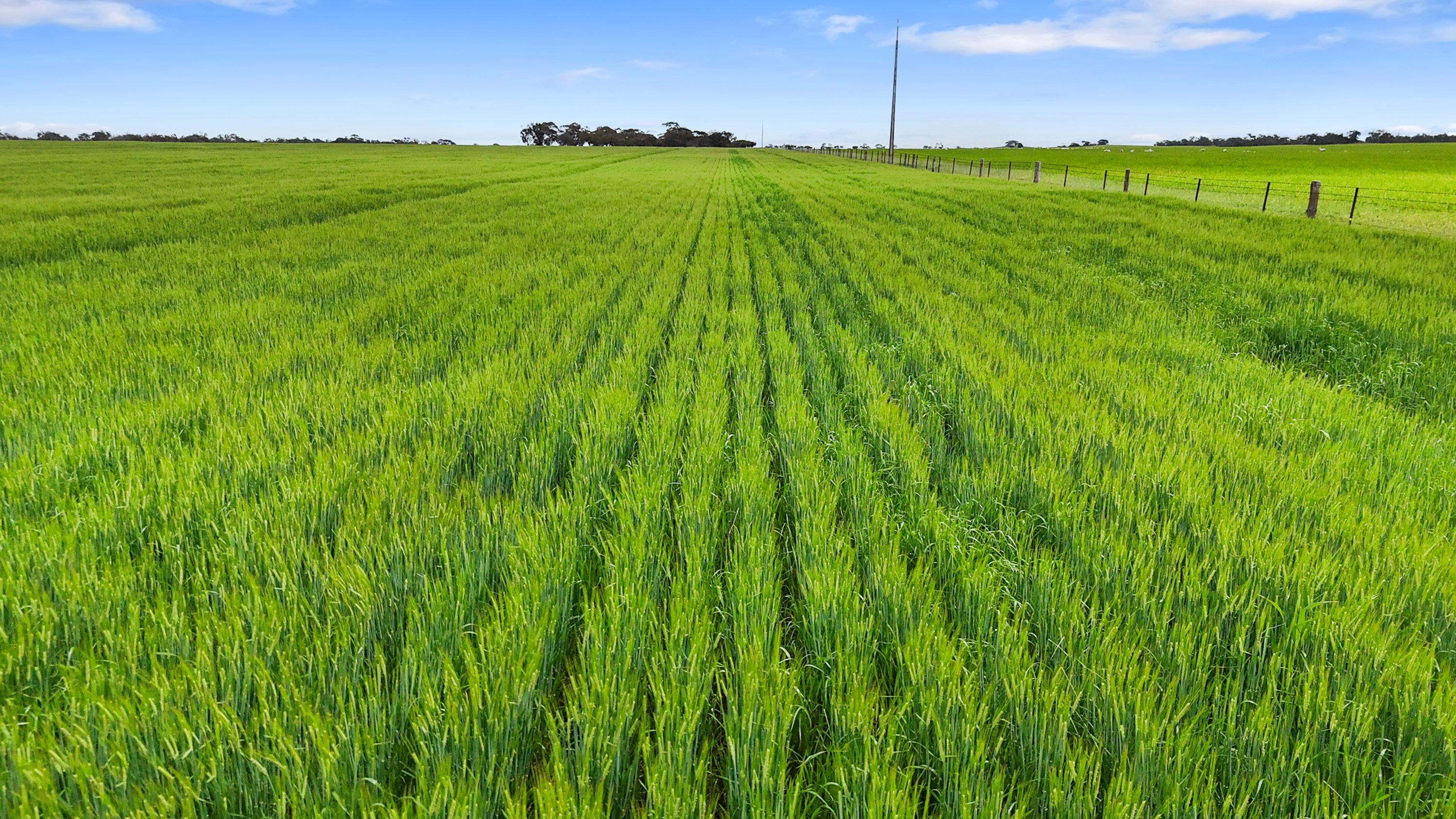 1412 Red Bluff Road, Bordertown SA 5268