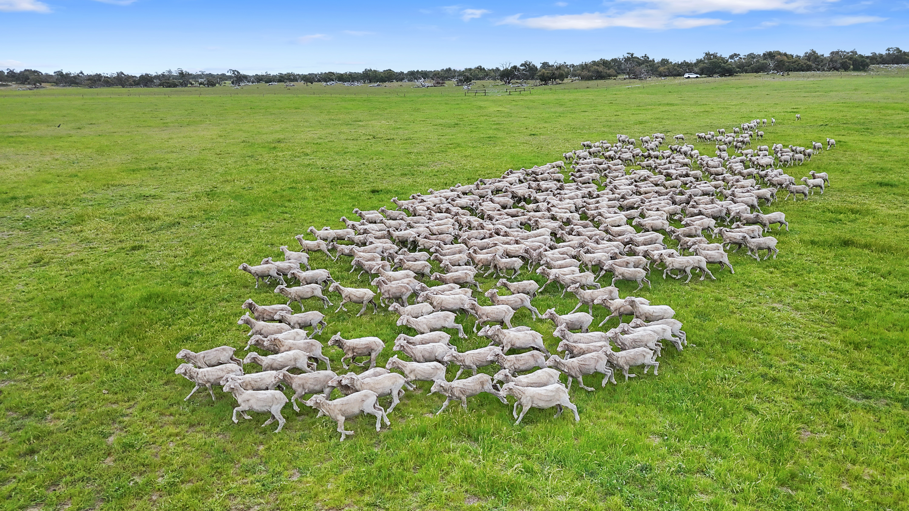 1412 Red Bluff Road, Bordertown SA 5268