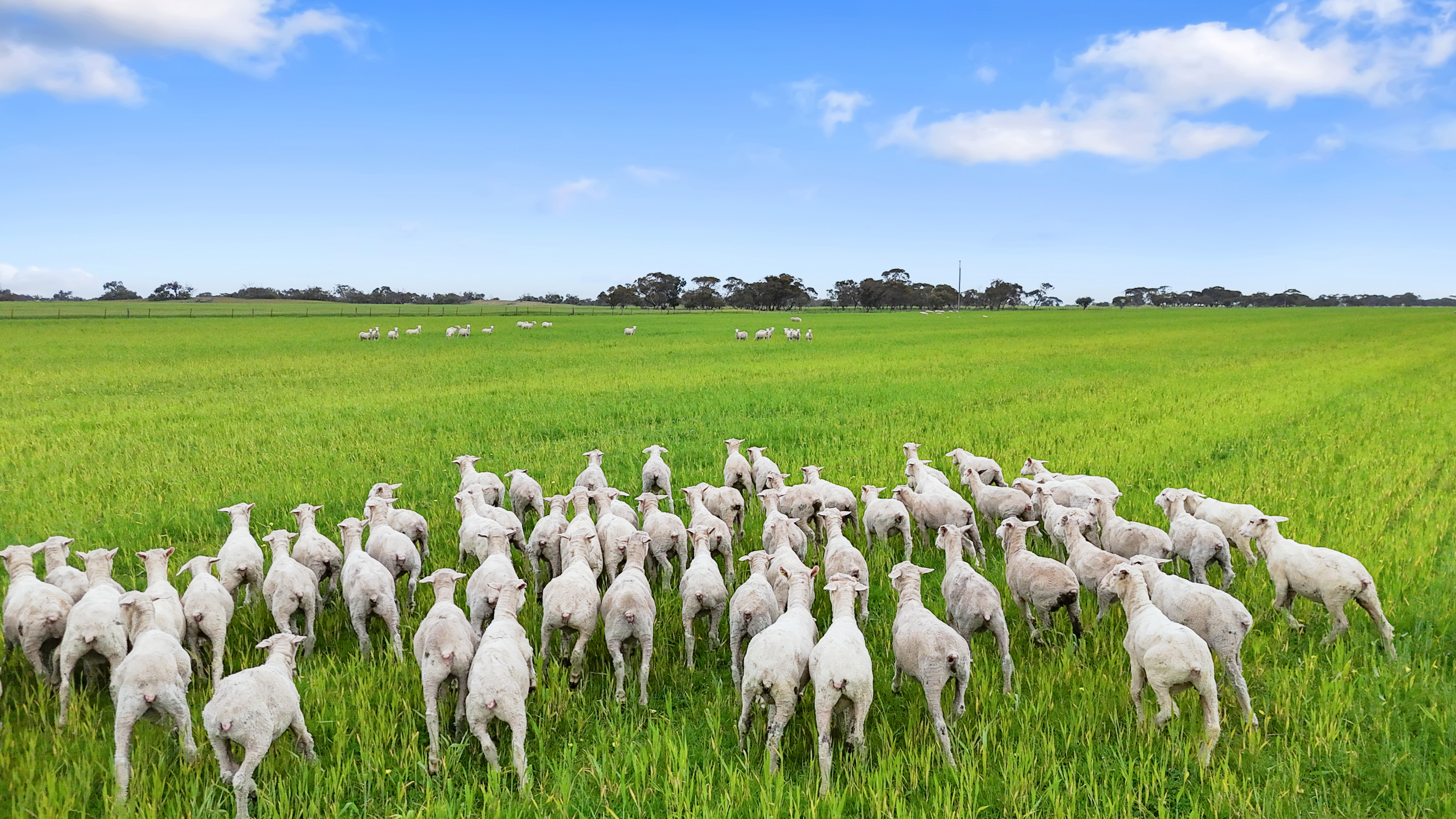 1412 Red Bluff Road, Bordertown SA 5268