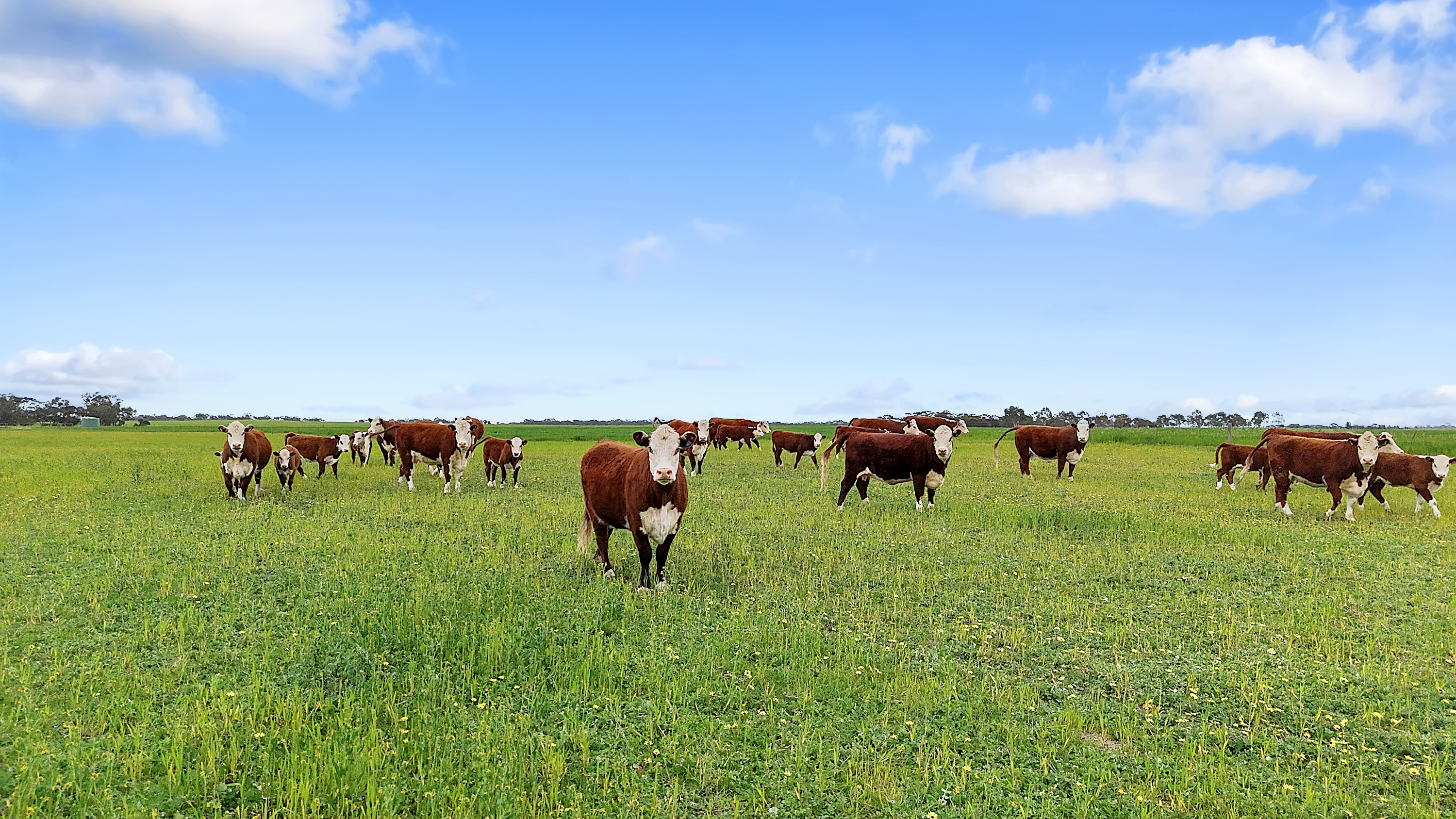 1412 Red Bluff Road, Bordertown SA 5268