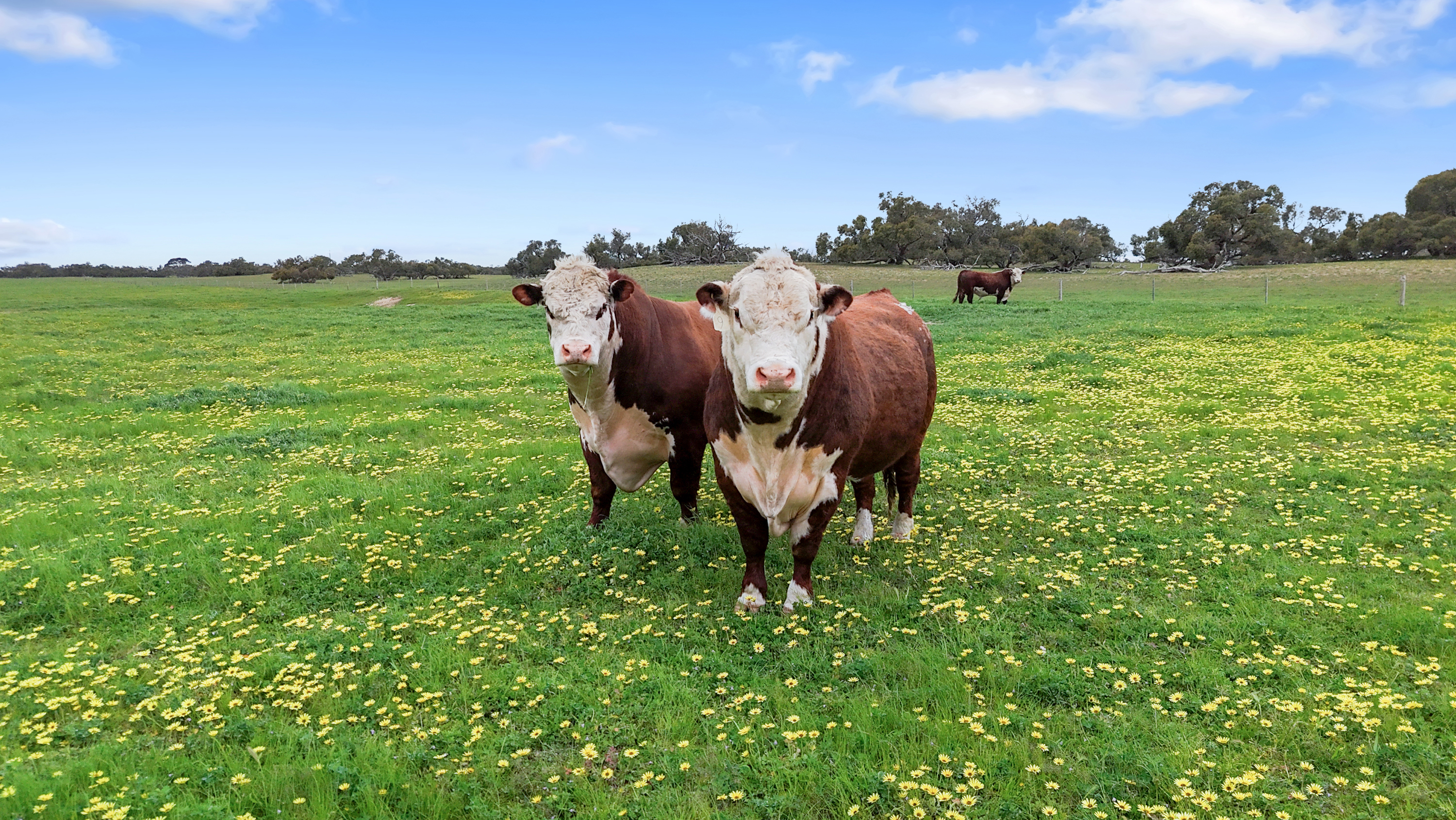 1412 Red Bluff Road, Bordertown SA 5268