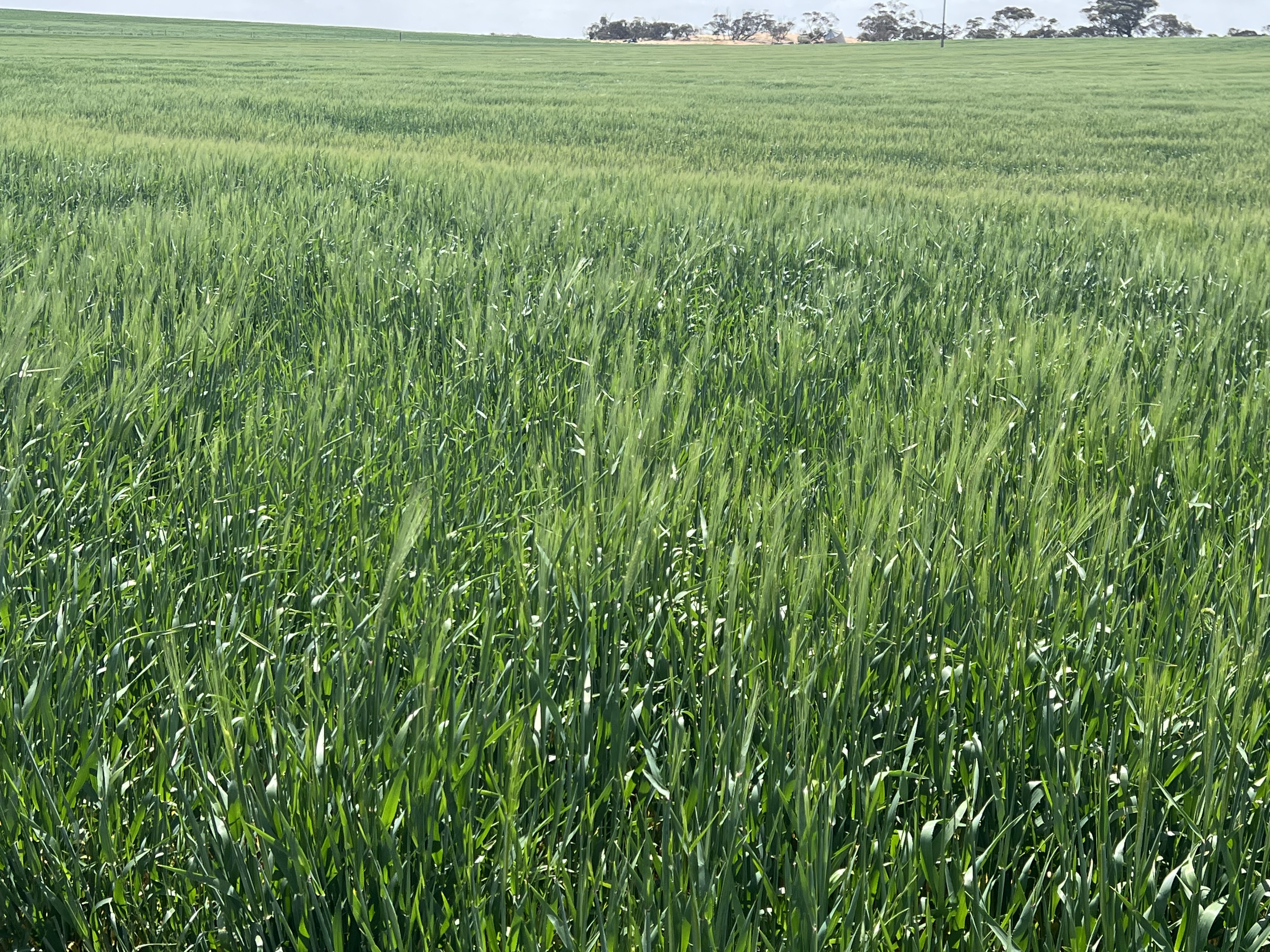 162 Pope Road, Karoonda SA 5307