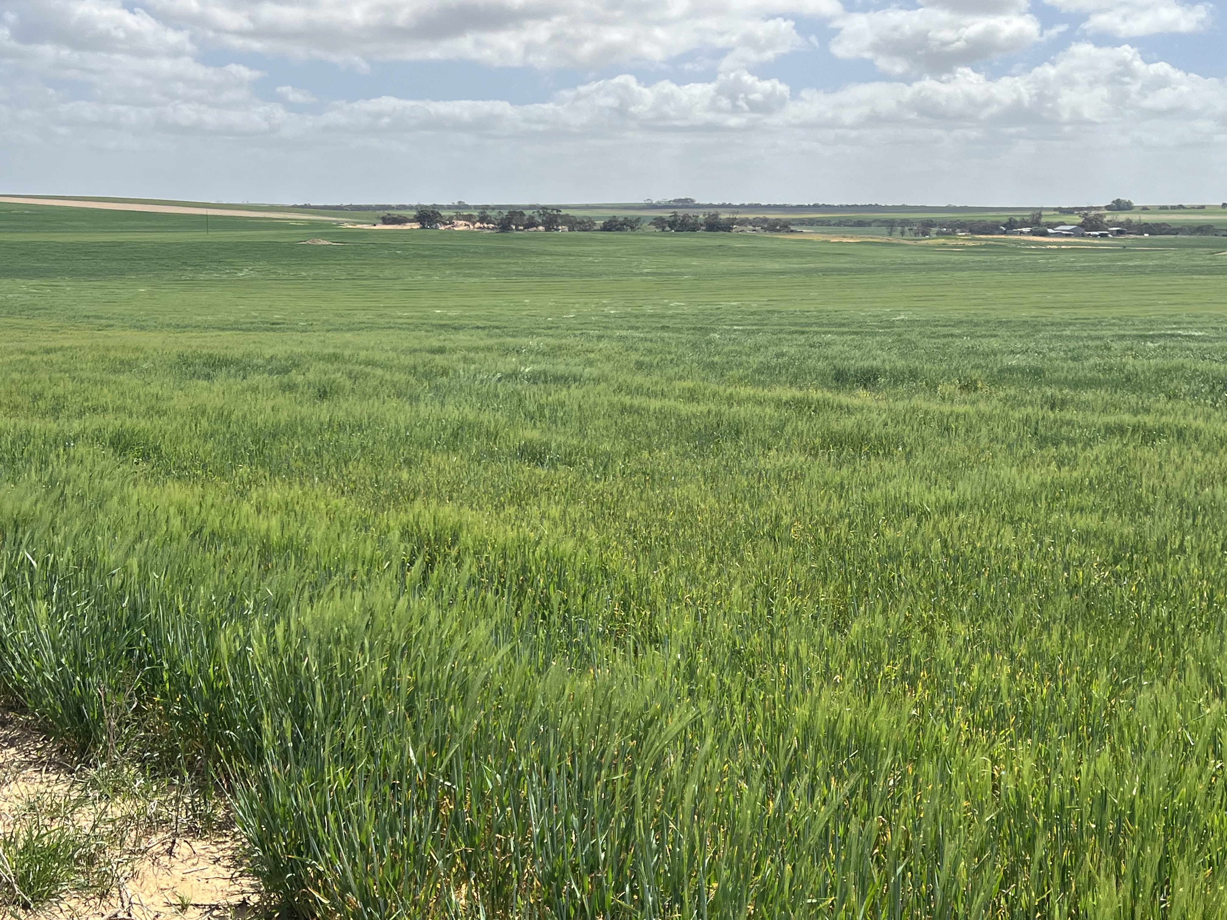 162 Pope Road, Karoonda SA 5307