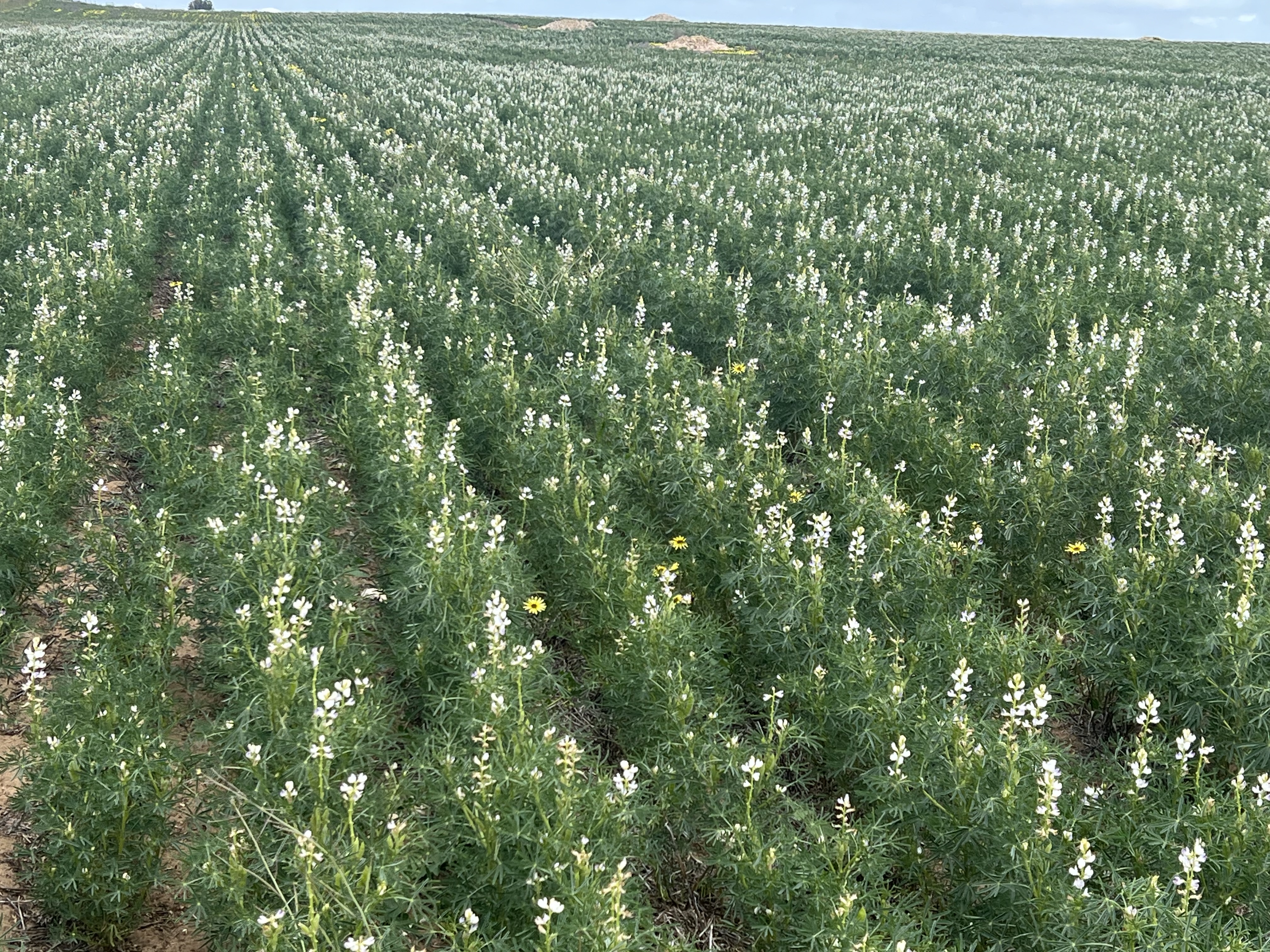 162 Pope Road, Karoonda SA 5307