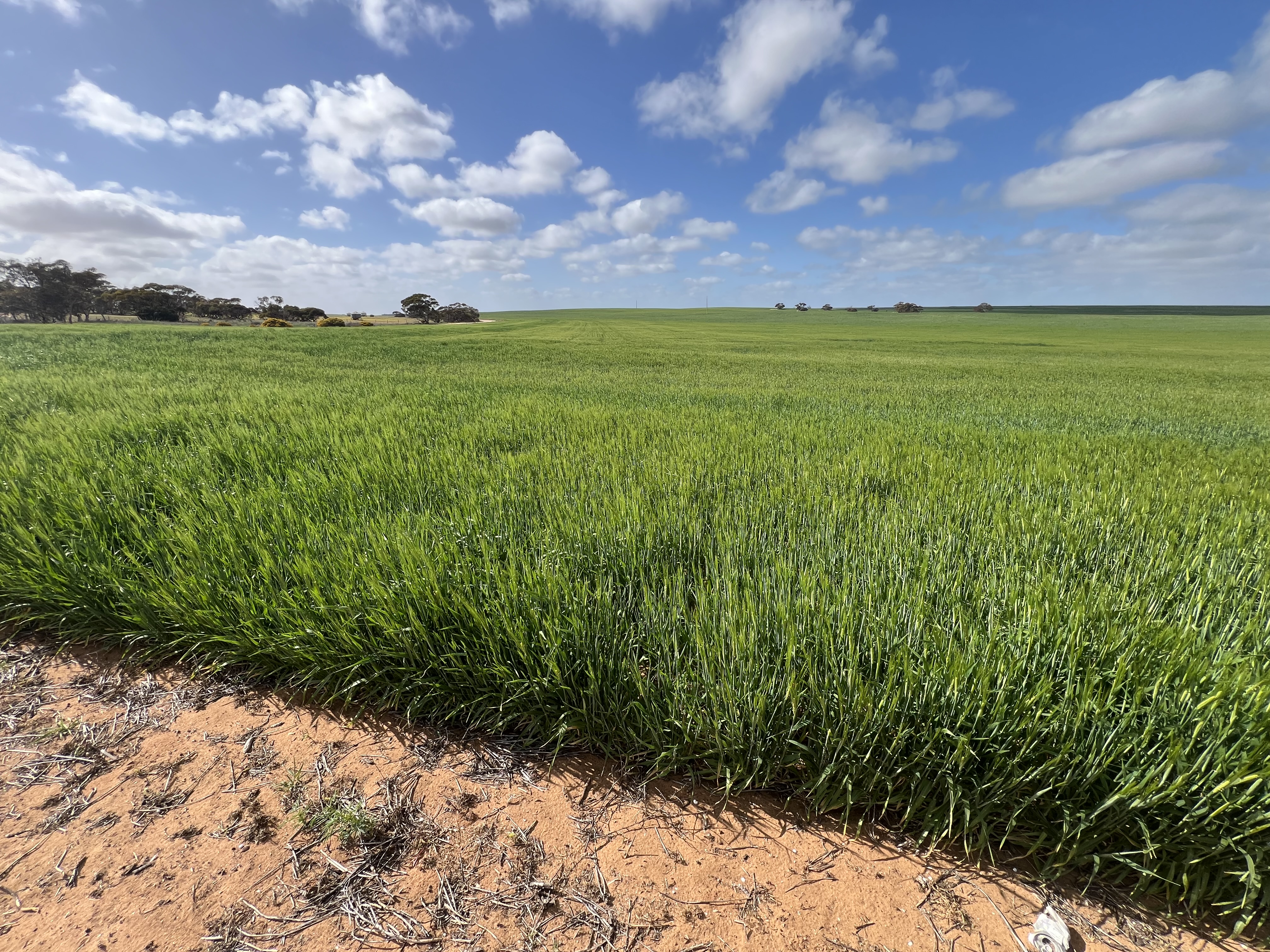 162 Pope Road, Karoonda SA 5307