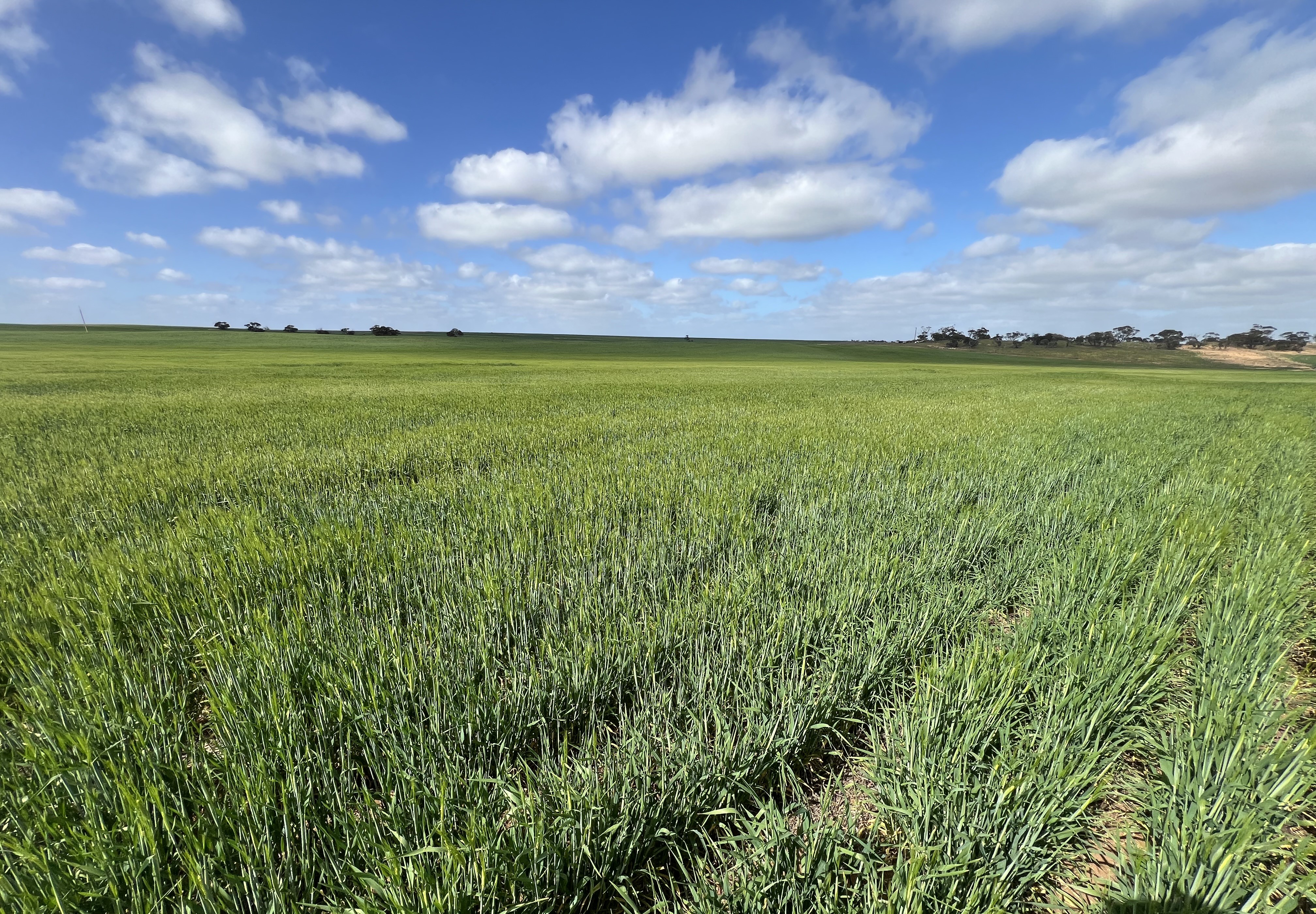 162 Pope Road, Karoonda SA 5307