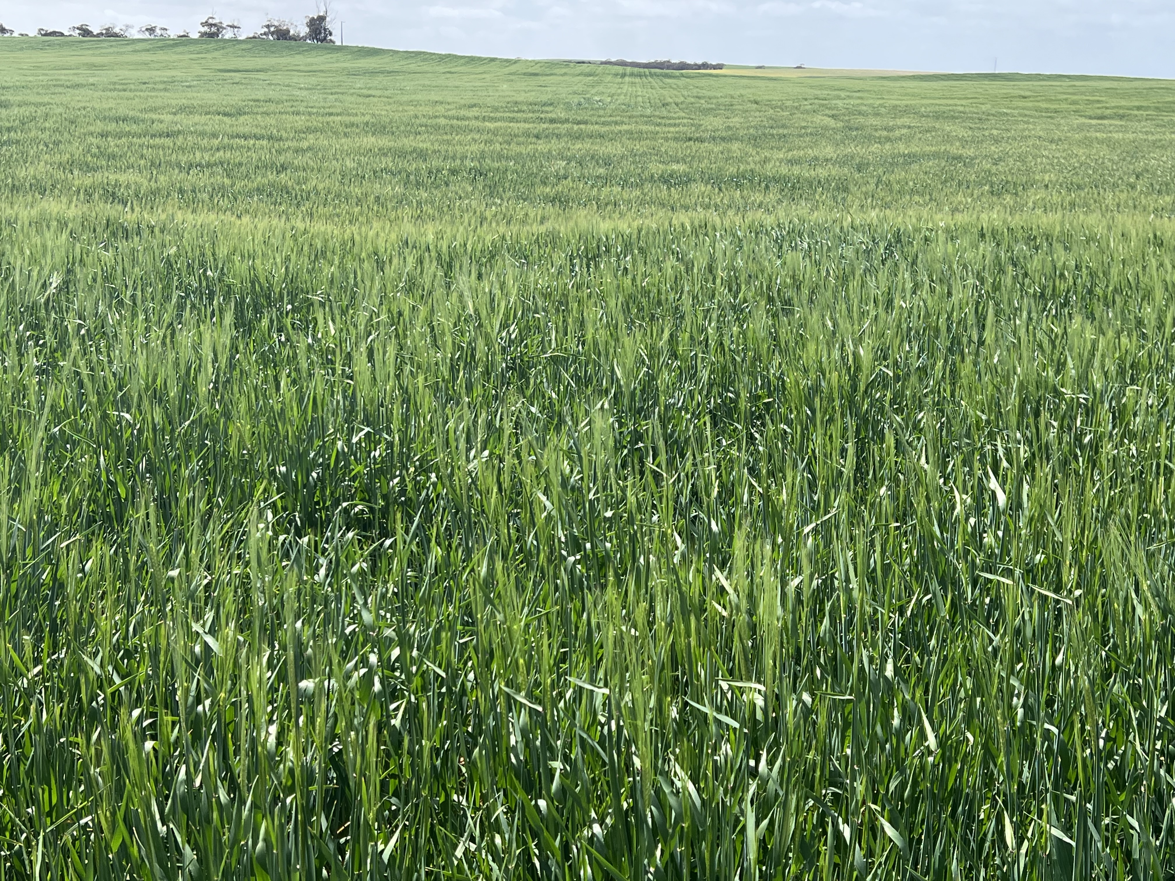 162 Pope Road, Karoonda SA 5307