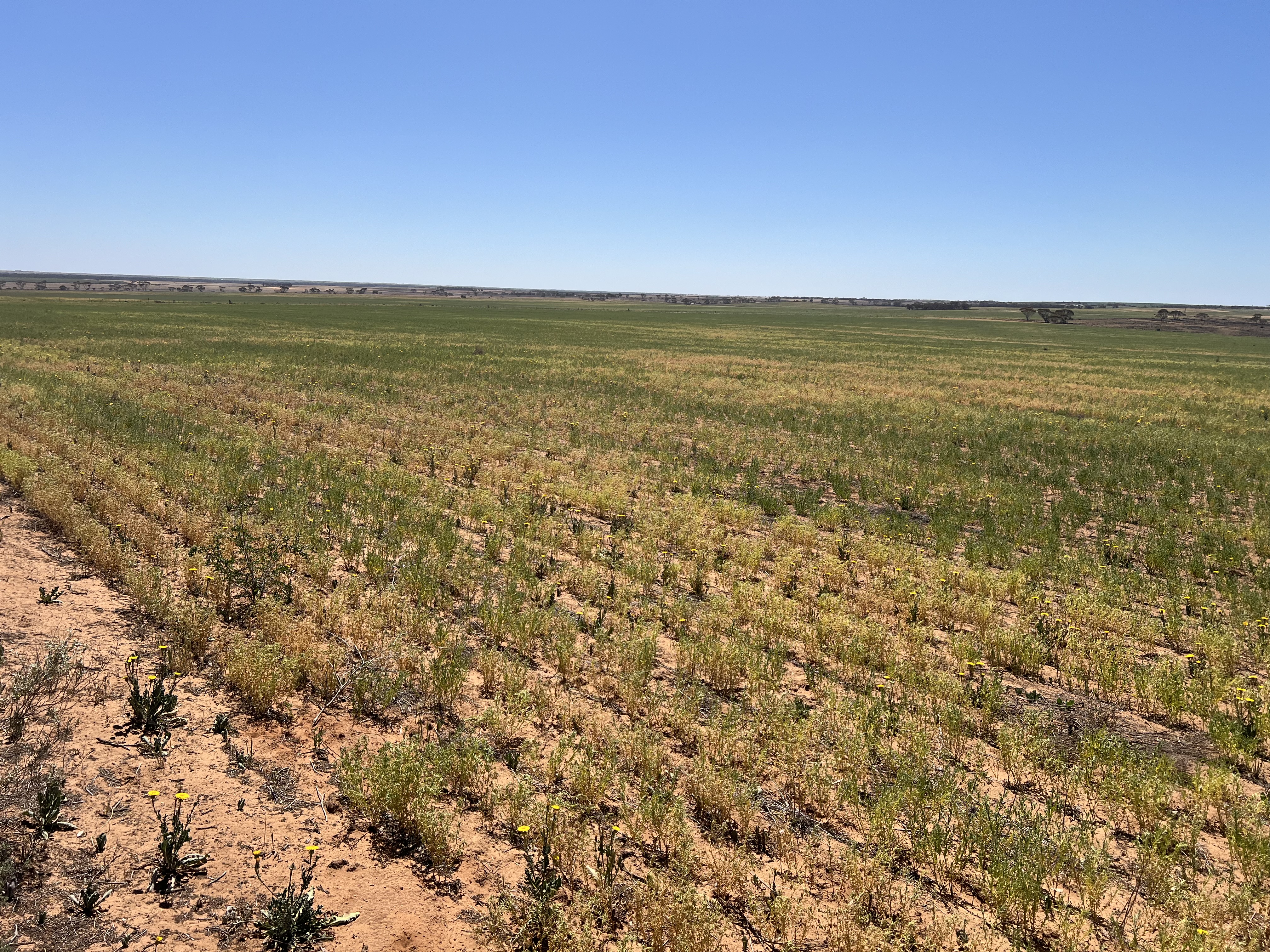 752 Greenways Road, Nildottie SA 5238