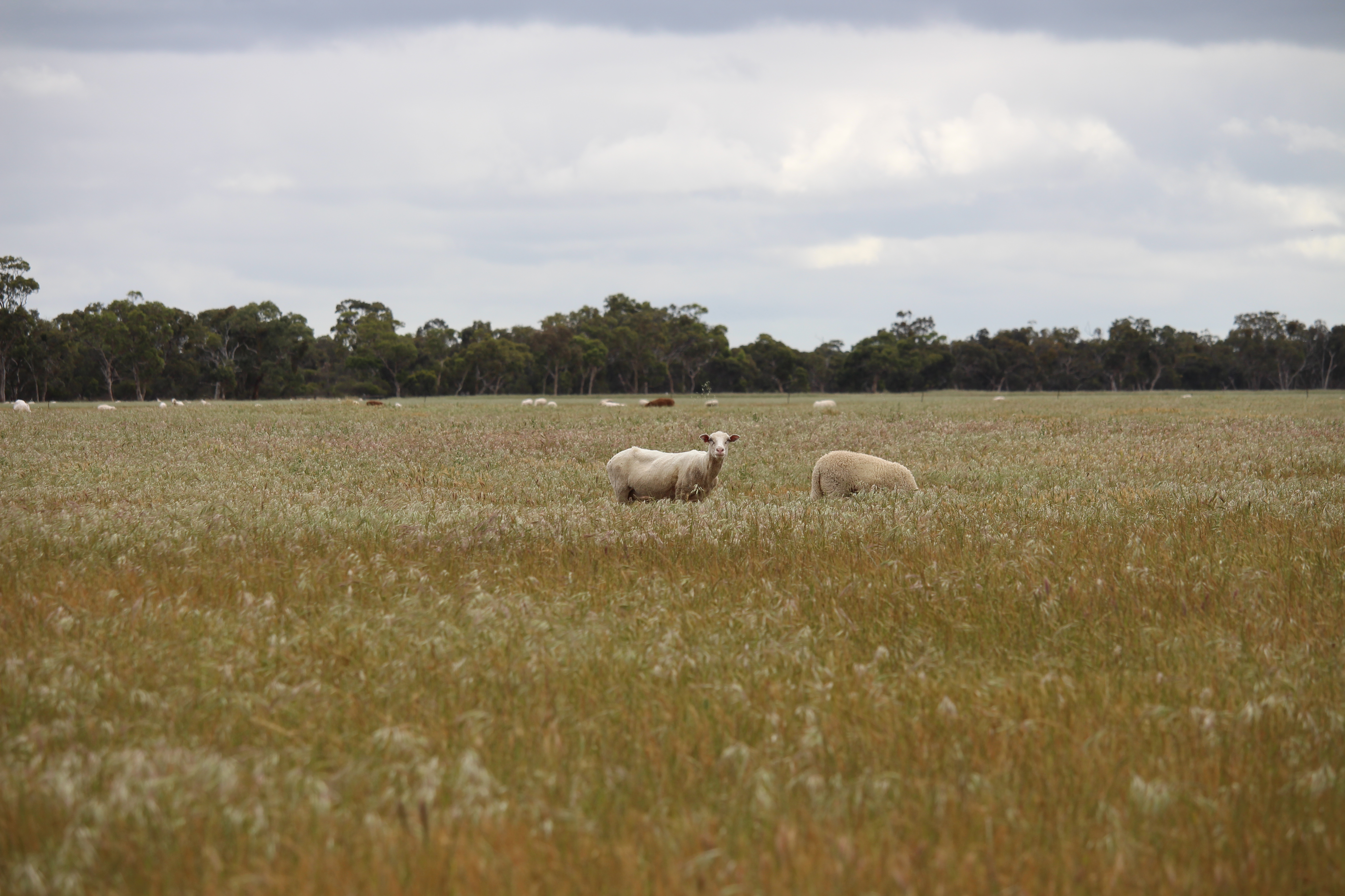 Allotment 11 Black Road, Keith SA 5267